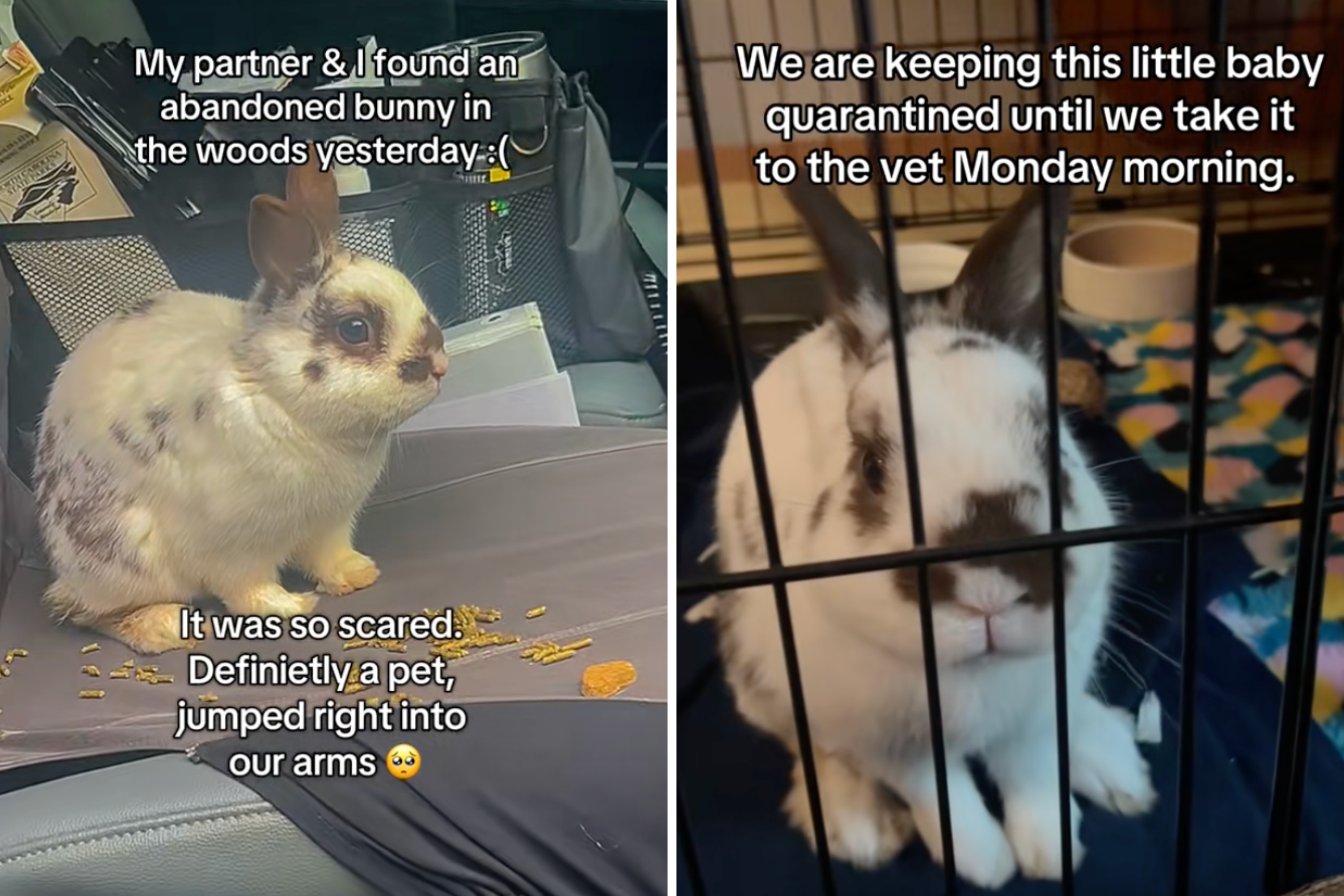 Tears as Couple Find Abandoned and Injured Rabbit—Know What To Do