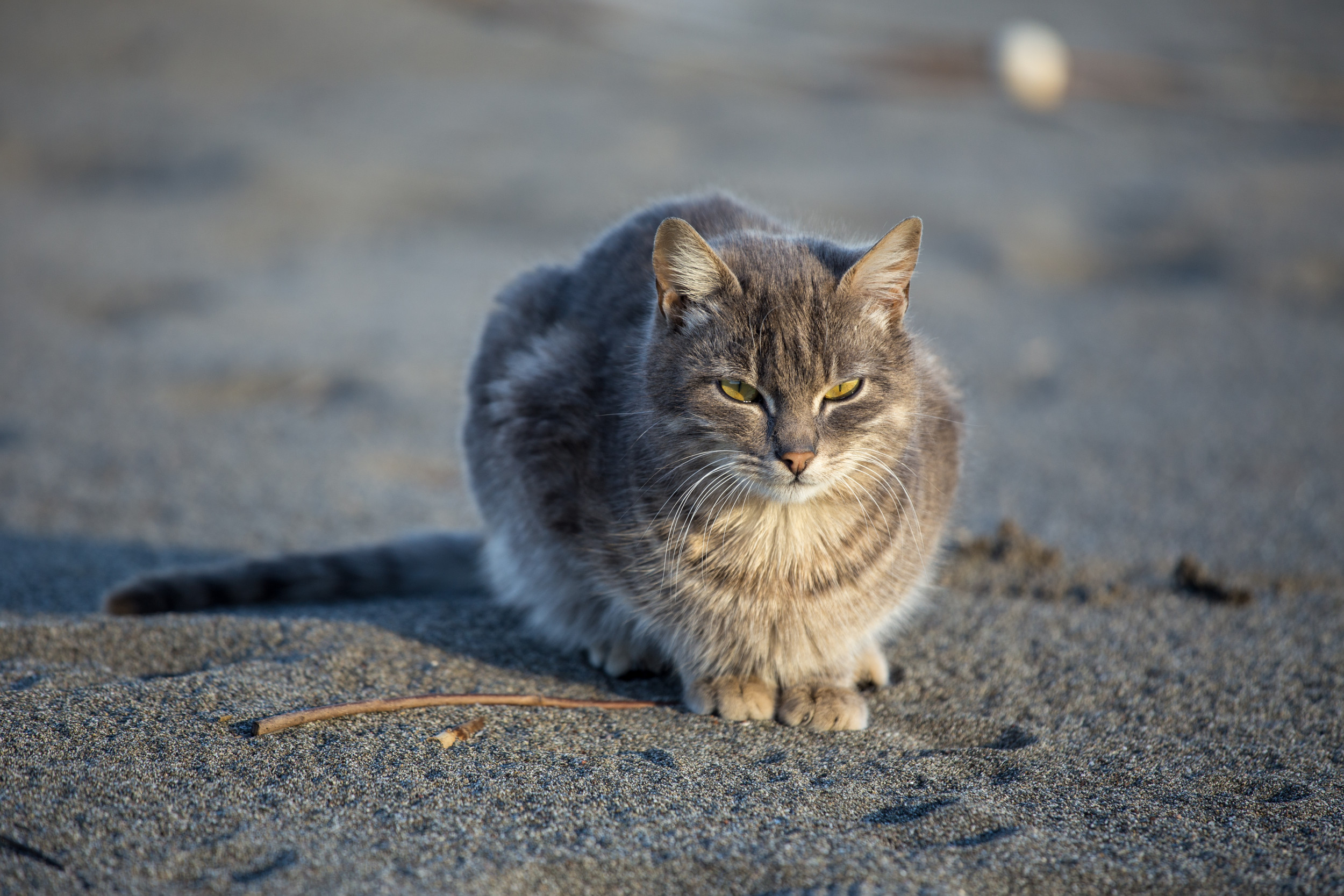 Kitten's First Trip to the Beach Doesn't Go To Plan