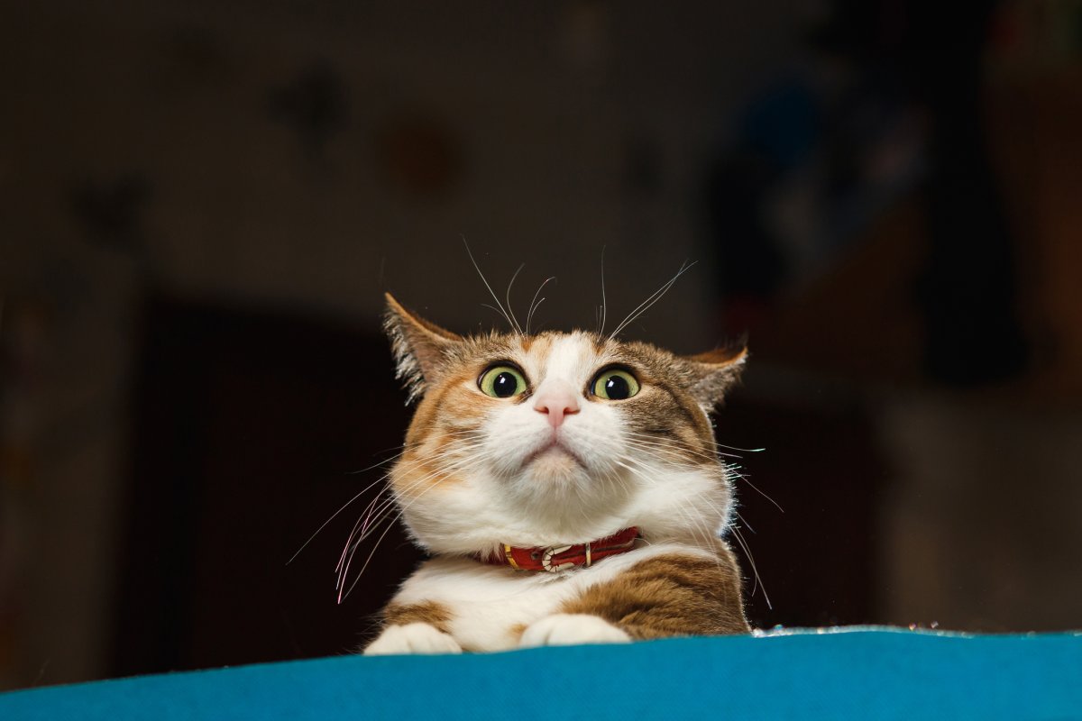A cat appears alert