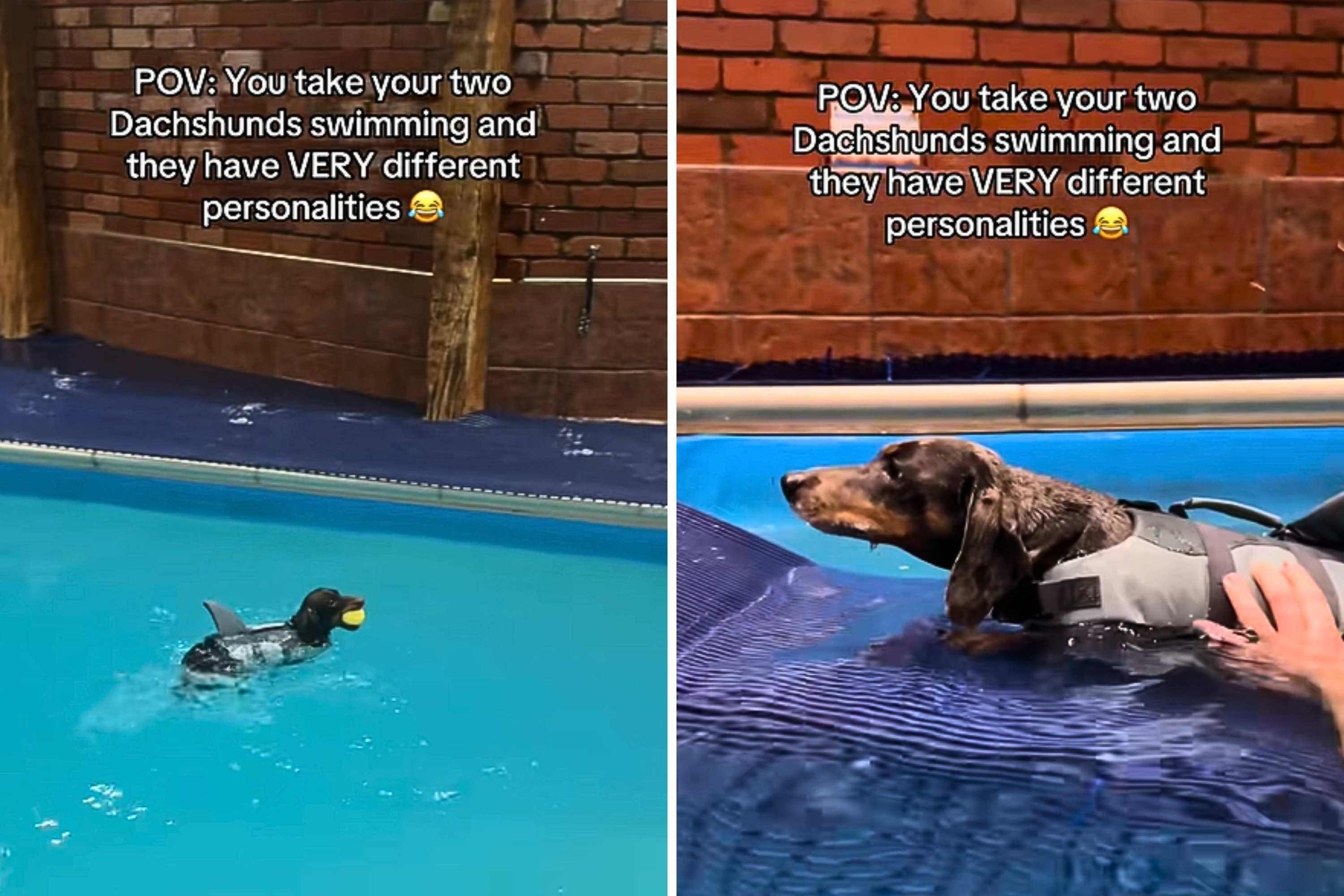 Hilarity at Dachshund Siblings' 'Very Different' Reaction To Going Swimming