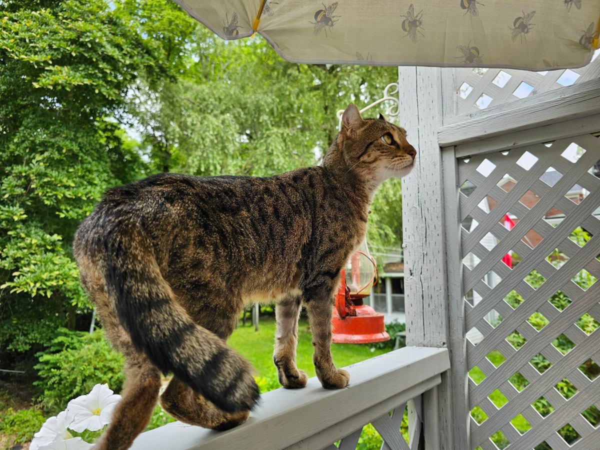 cat on a porch