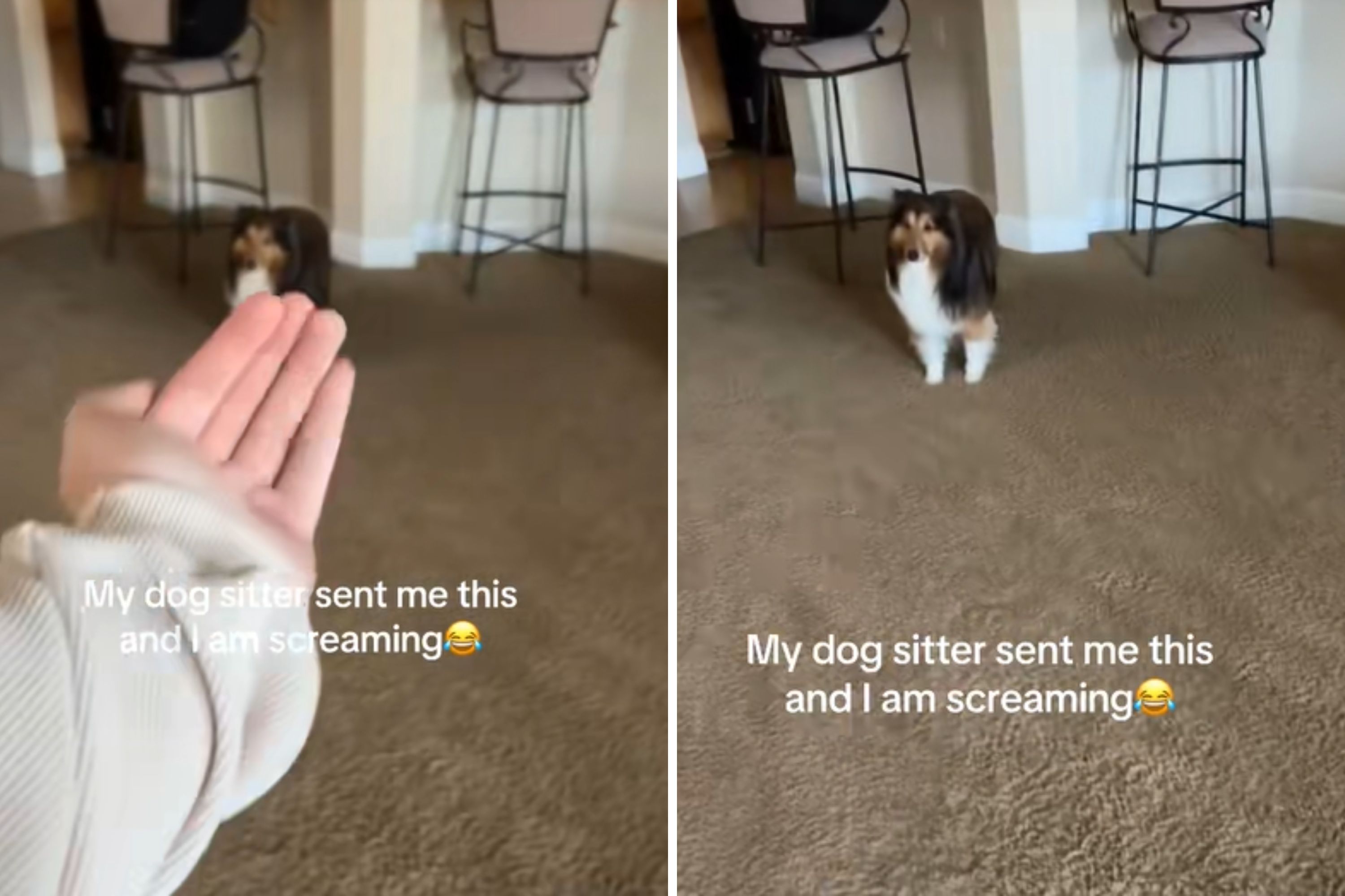 Woman Gets Sent Video From Dog Sitter, Screaming at What She Sees