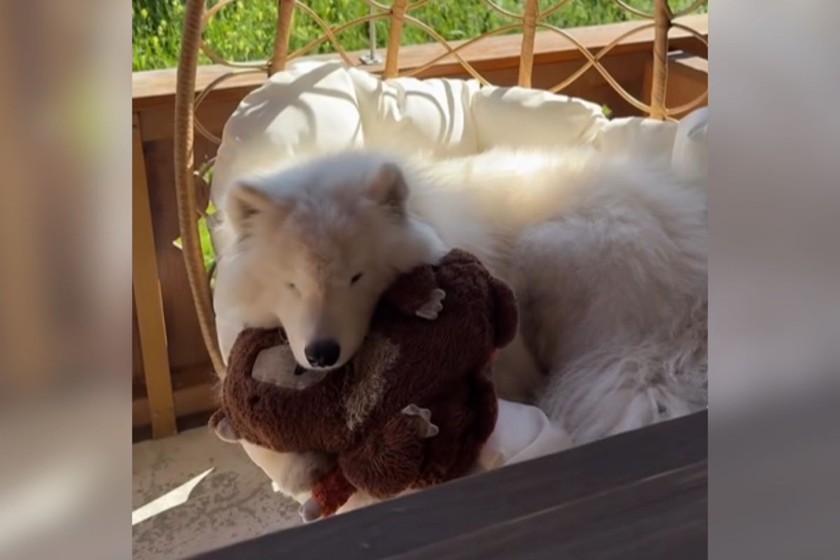 pup cuddling toy