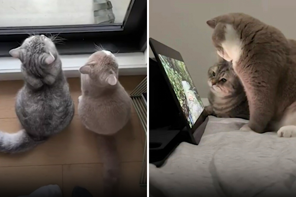 Owners Thought Cat Was #39 Bored #39 but They Were Wrong Newsweek