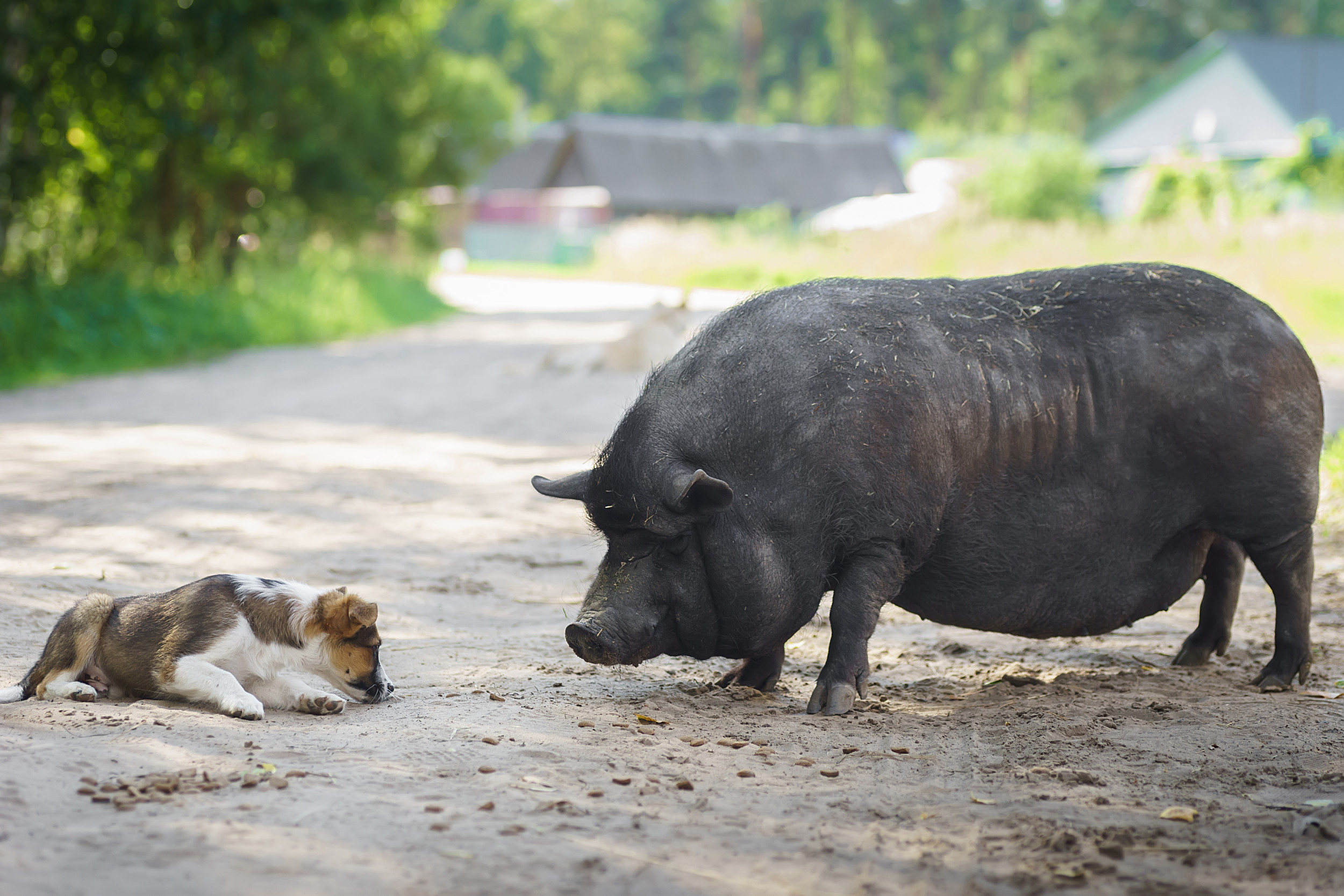 Internet Cant Cope With Love Pig Shows Towards Blind, Senior Chihuahua