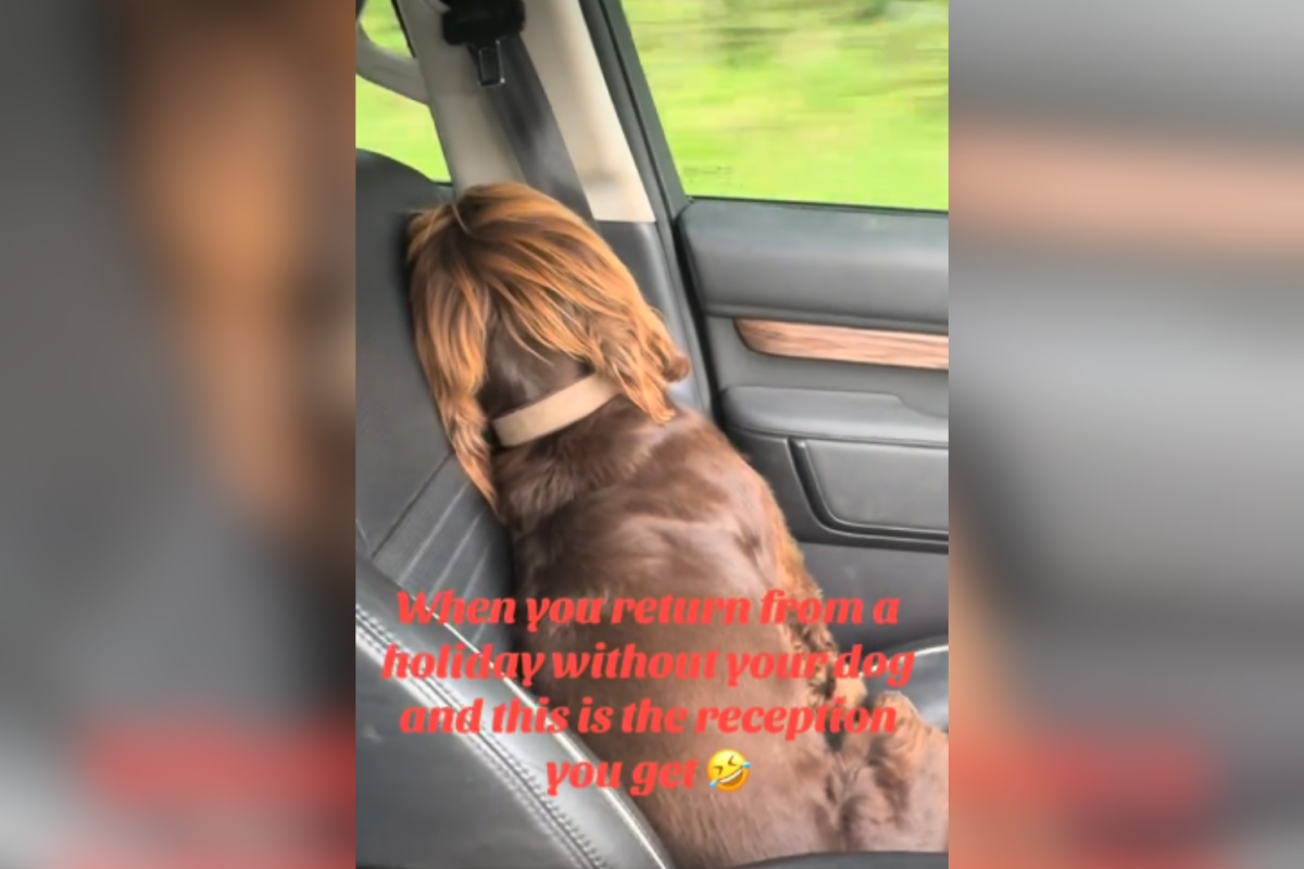 Dog reacts to owner after vacation