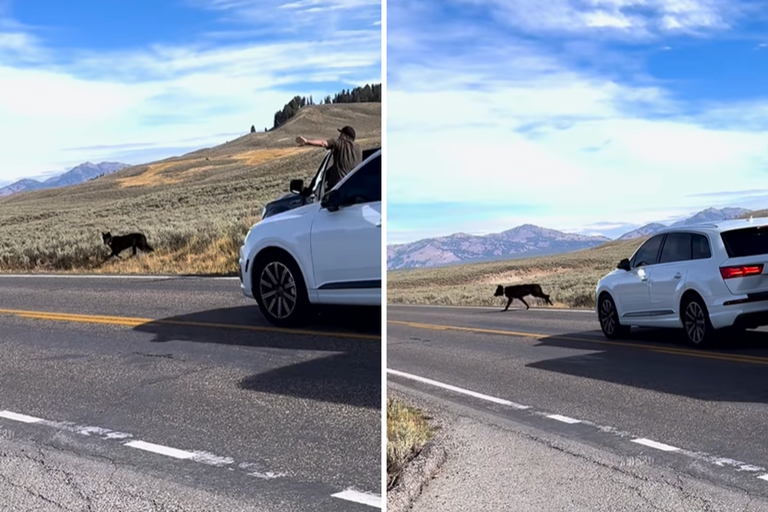 Traffic Stops for Giant Dog in Yellowstone—Then People Realize What It Is