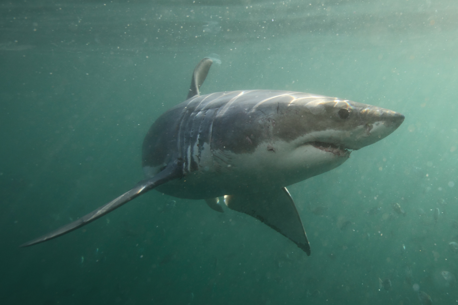 World’s Largest Great White Shark Tracked Across US Atlantic Coast