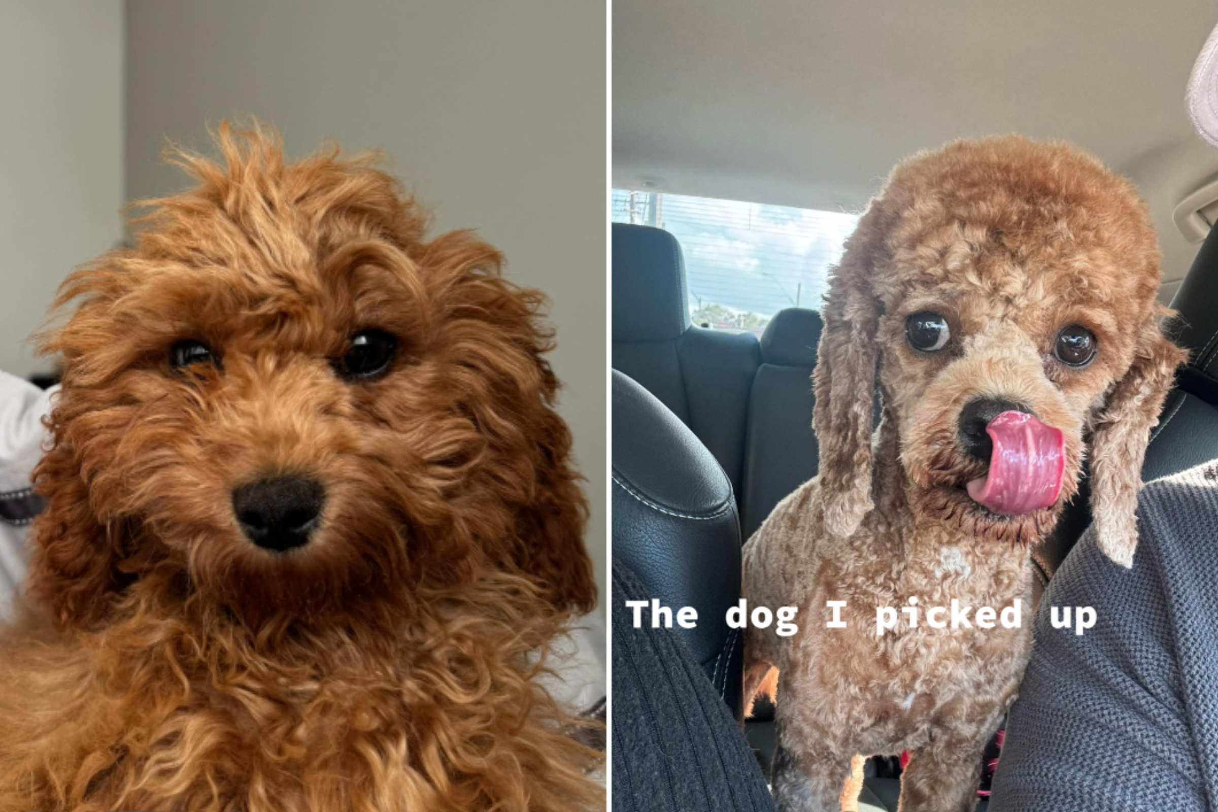 Dog Owner Asks Groomer For The Standard Cut, Unprepared For New Look