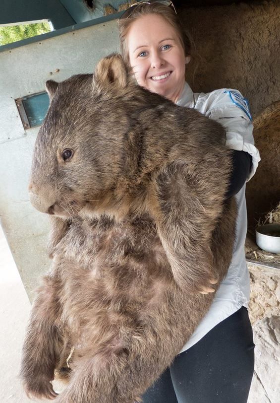 wombat-pic