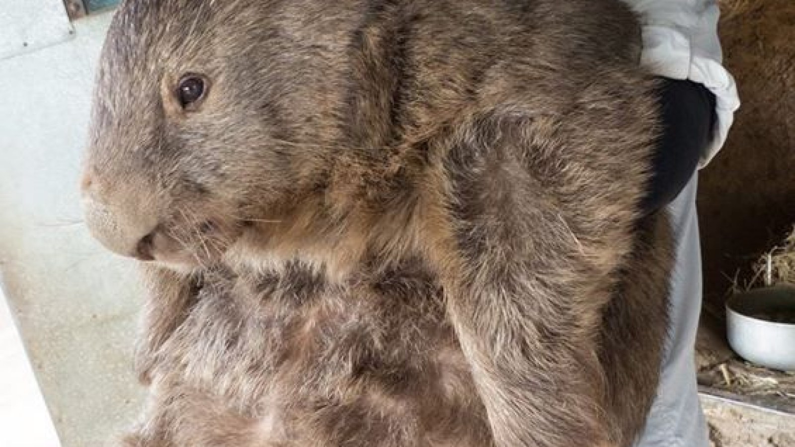 Download The World S Oldest And Possibly Largest Wombat Turns 29 Desktop Wallpaper Free Wallpaper The World S Oldest And Possibly Largest Wombat Turns 29 For Android Free