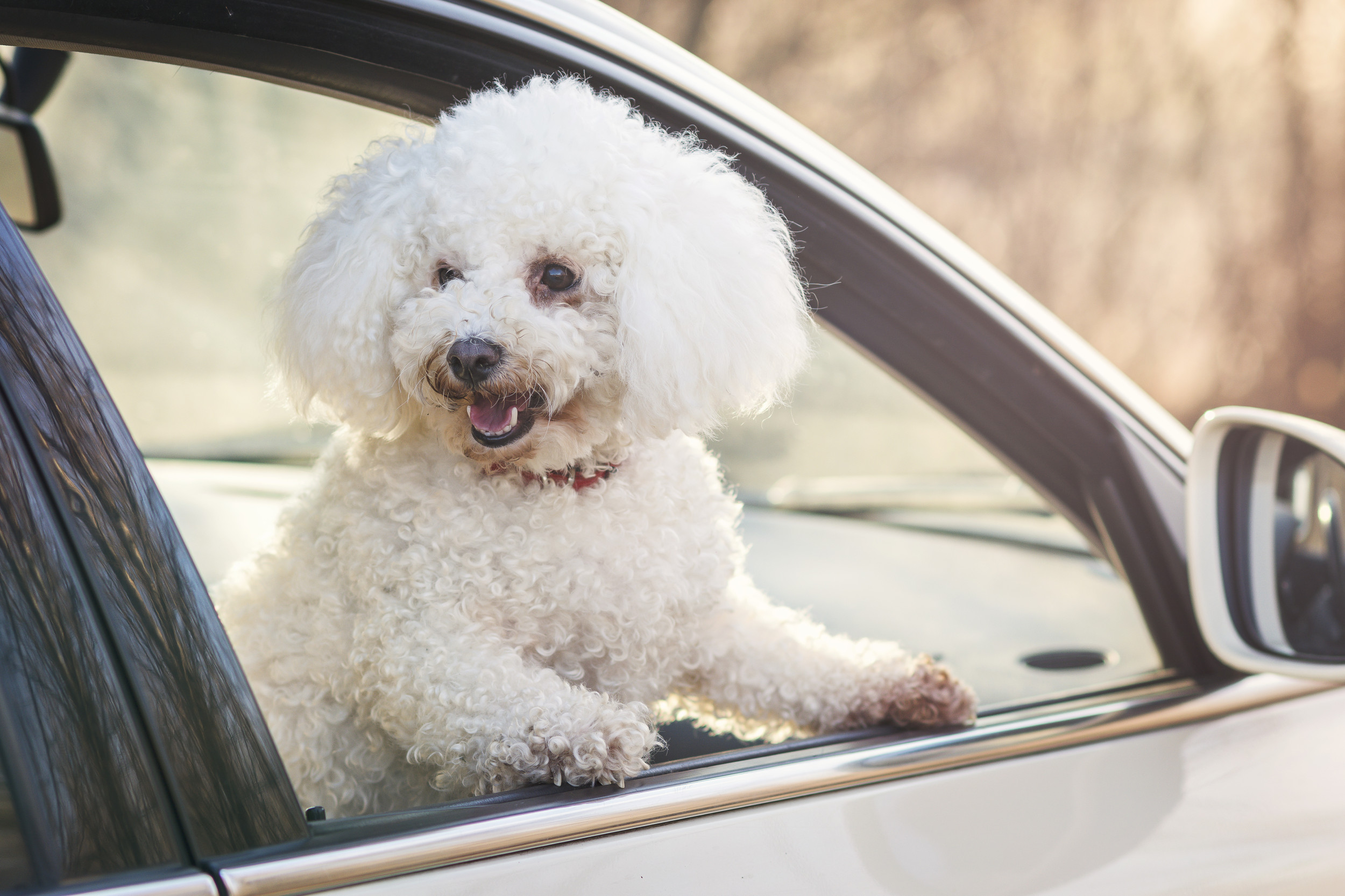 Woman Starts Filming Beautiful Dog in Car—Then Comes an Adorable Twist