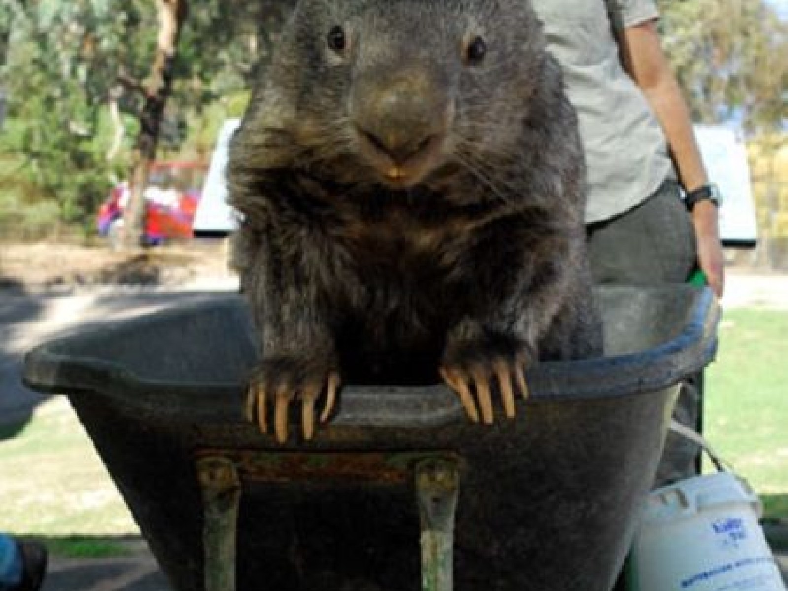 Download The World S Oldest And Possibly Largest Wombat Turns 29 Free HD Wallpaper The World S Oldest And Possibly Largest Wombat Turns 29 For iPhone