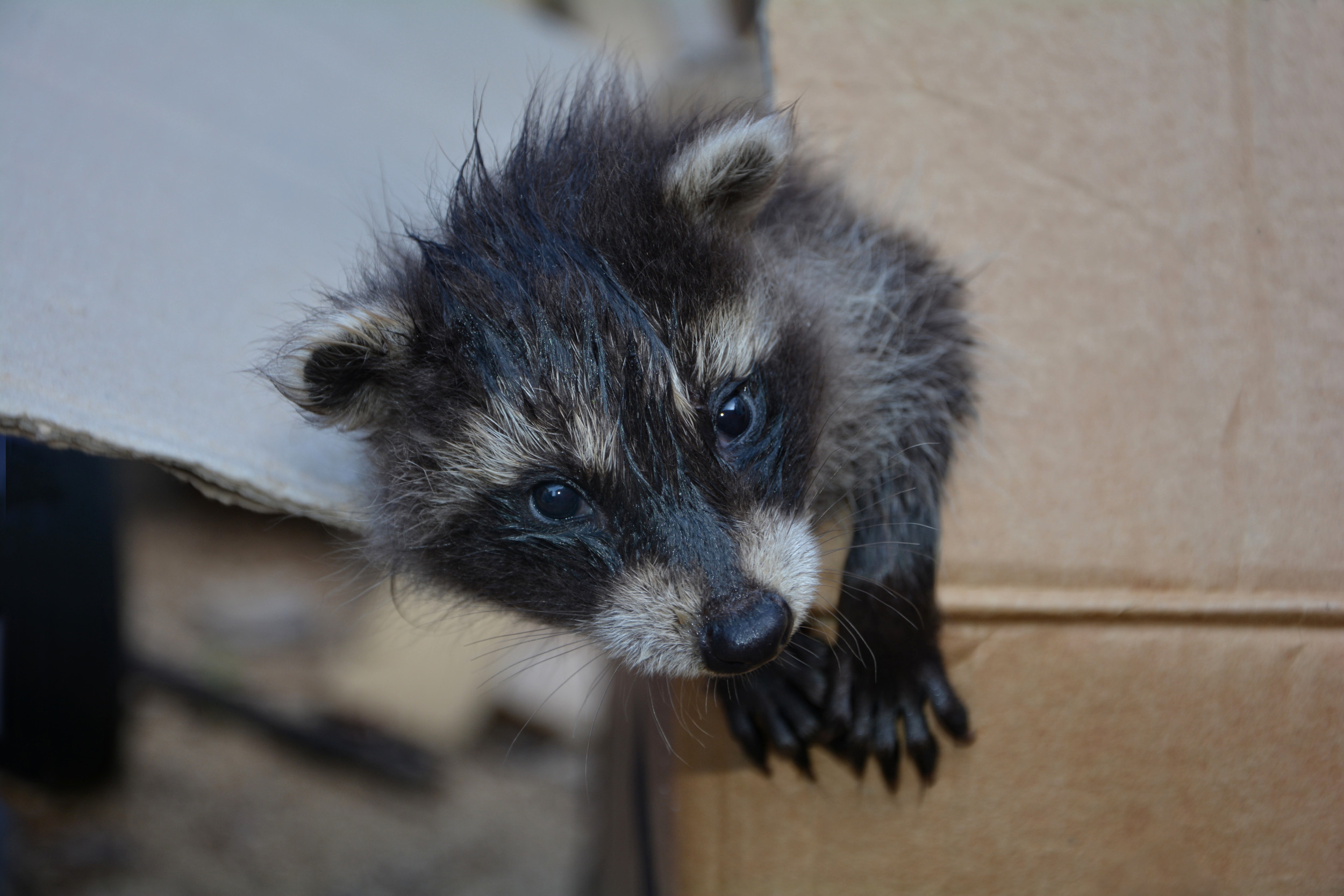 Woman Thinks She's Found Abandoned Puppies—Not Prepared for the Truth ...