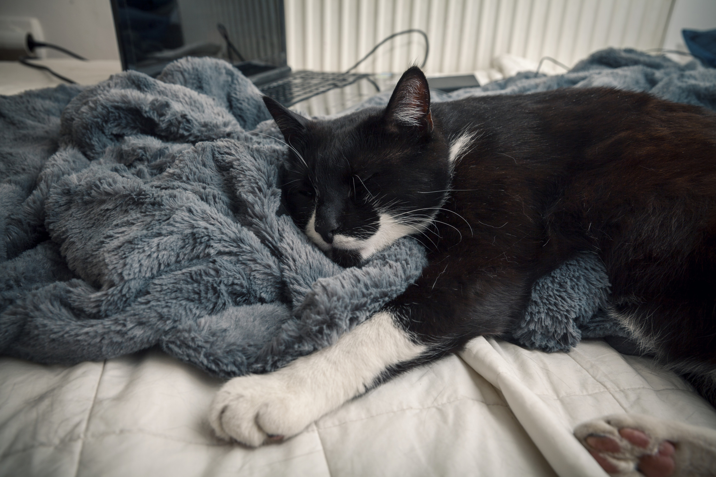 Rescue Cat Enjoys First Night Sleep in Cozy Blanket: The Best