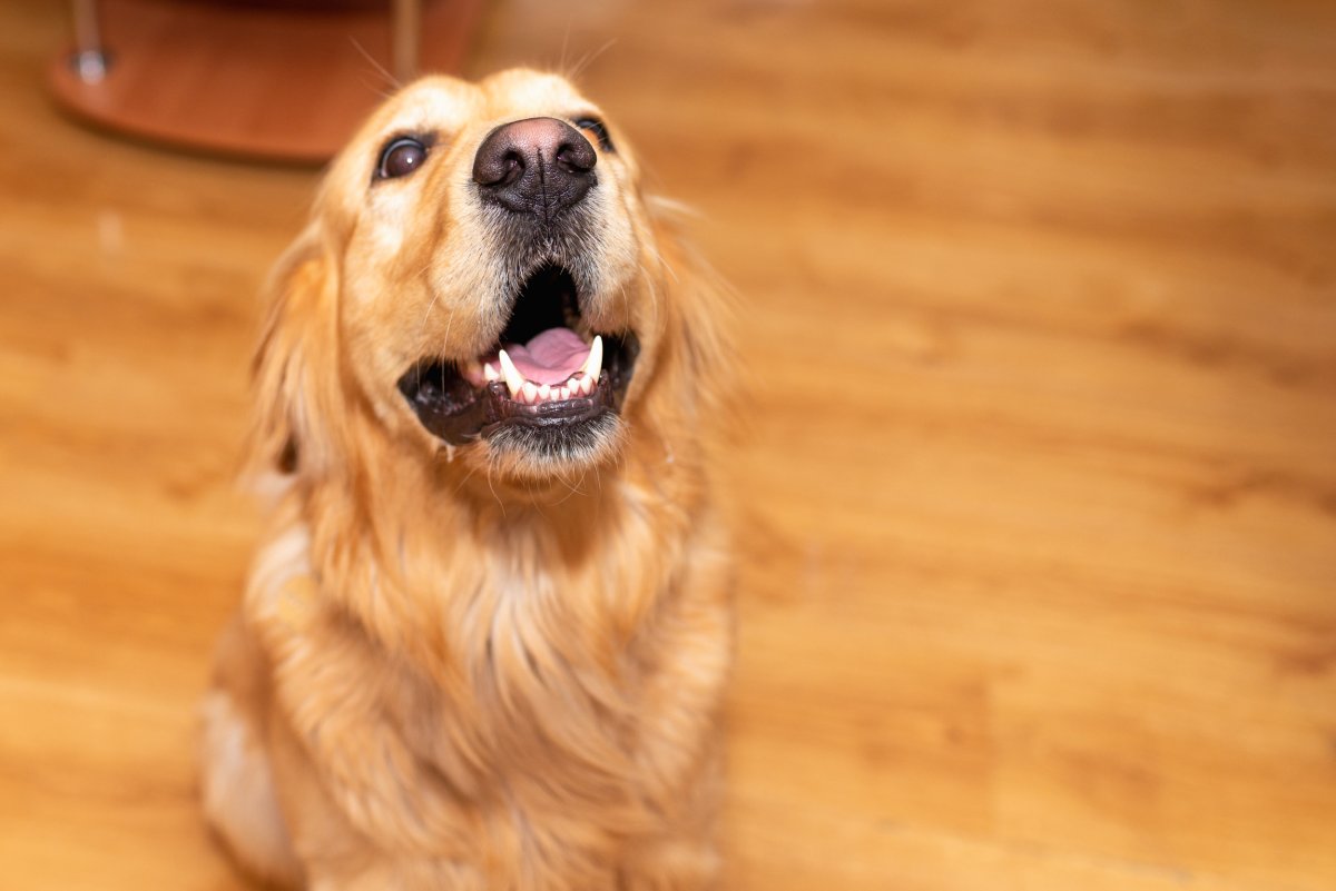 golden retriever posing