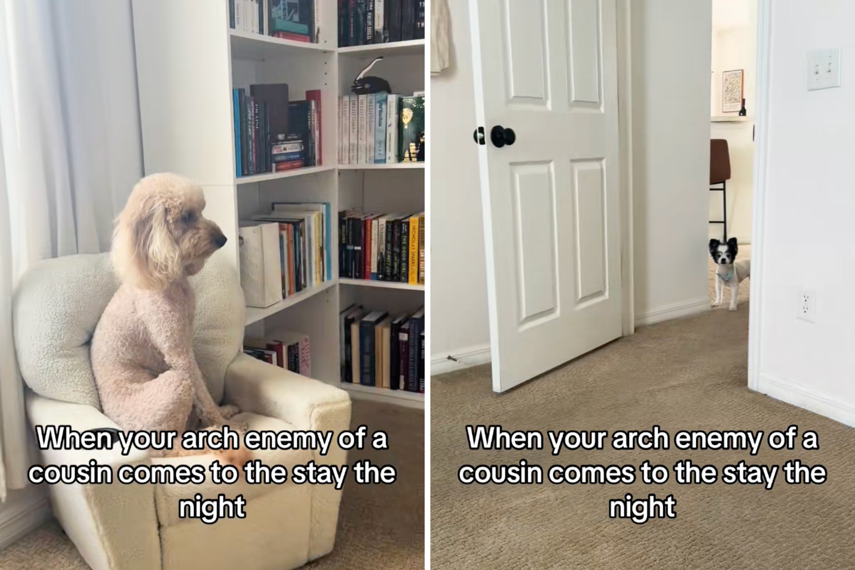 Hysterics Over Dogs Reaction to Cousin Coming for Sleepover: Arch Enemy