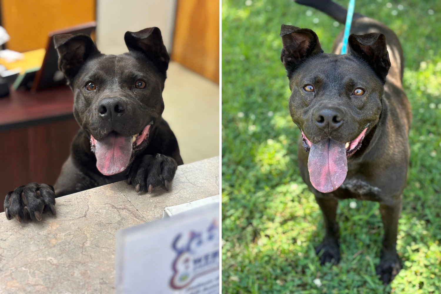 Tears Over Face of Shelter Dog Still Patiently Waiting After 1,208 Days