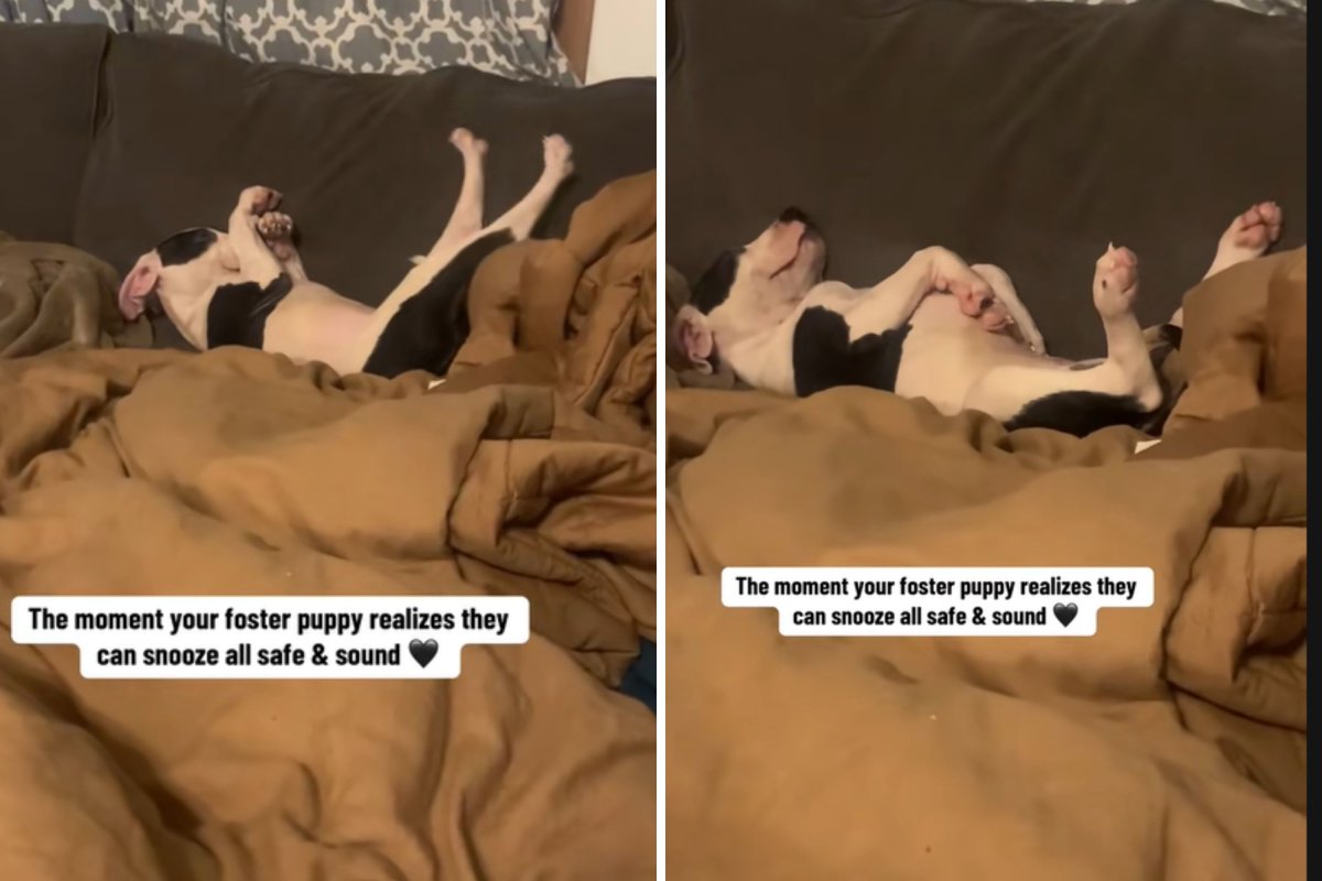 Woman Sees What Foster Puppy Does at Home, Realizes He Finally Feels ‘Safe’