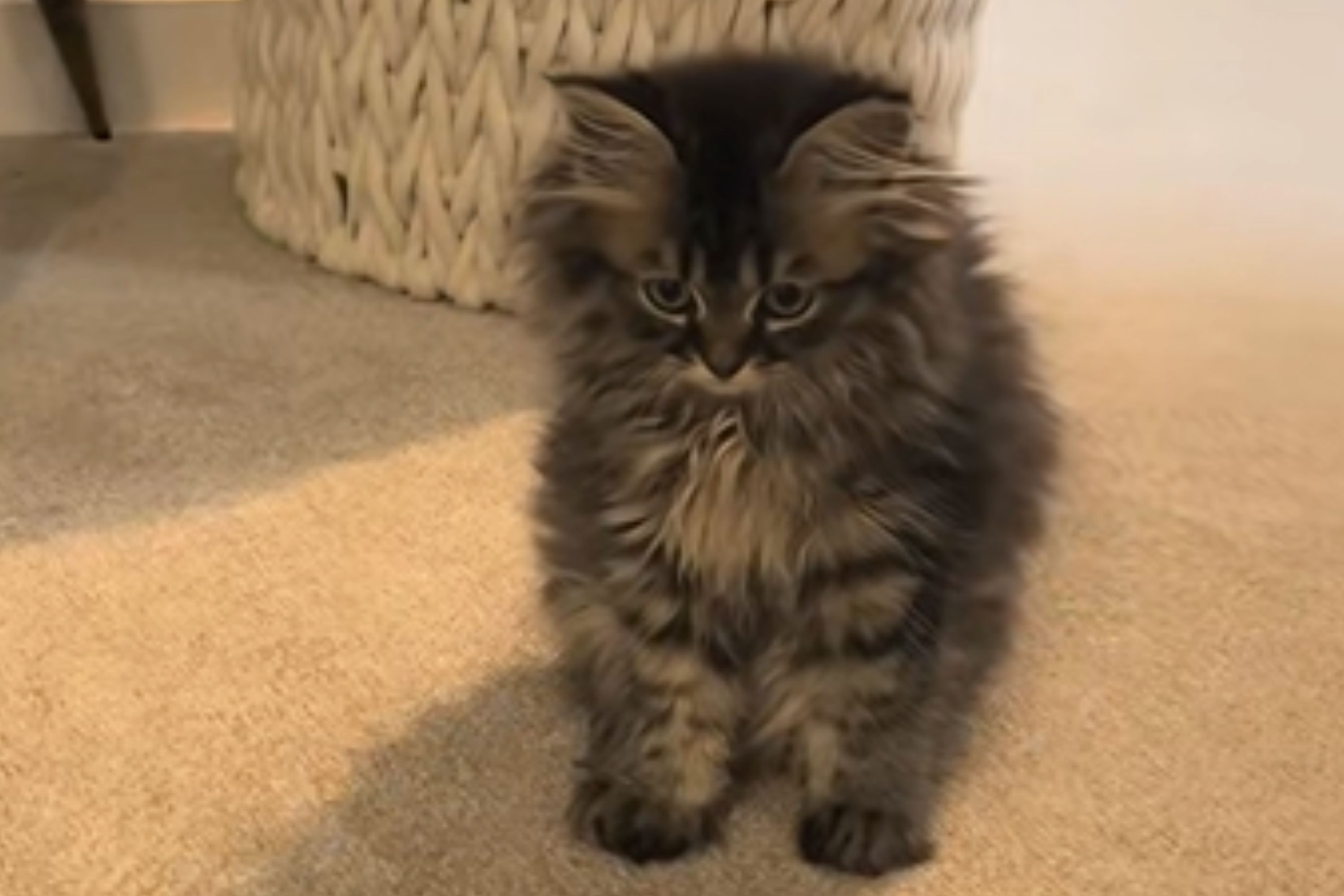 Woman Takes Kitten on Routine Vet Visit, Shocked by What They Tell Her