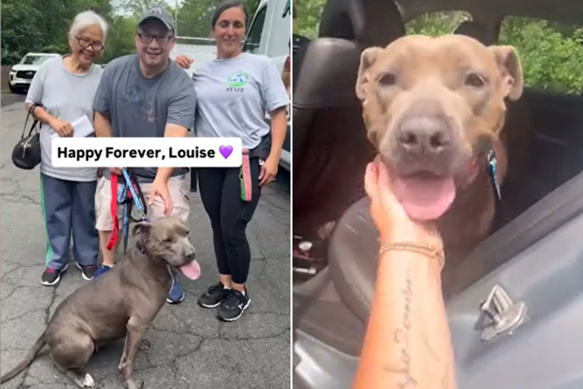 Screengrabs from @rachels.dogs' video.