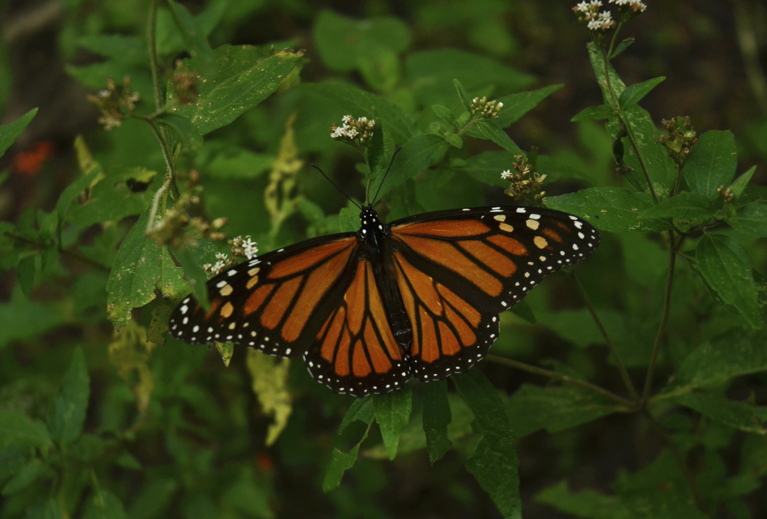 monarch-butterfly-on-bush