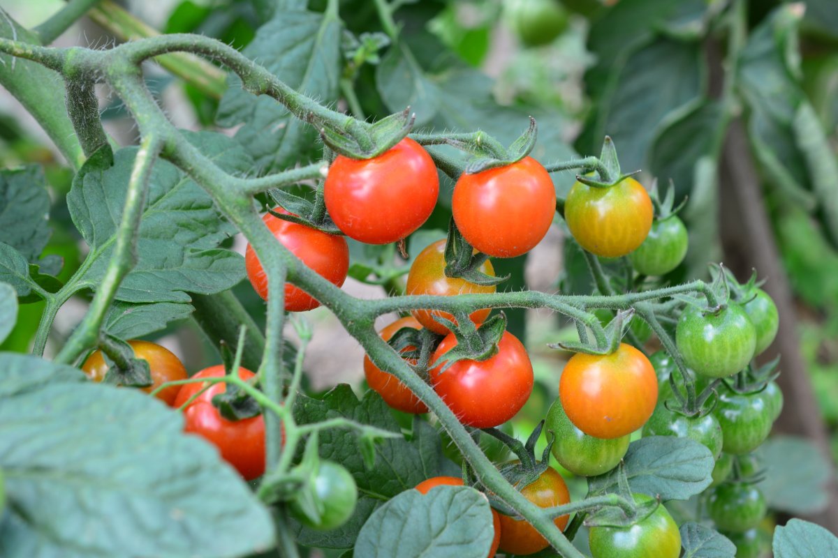 Wild tomatoes