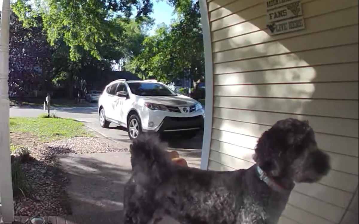 Dog Visits Neighbors Porch Every Day—Ring Cam Captures Sweet Reason Why