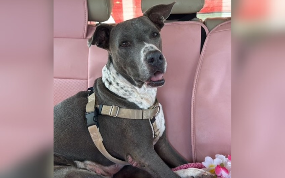 Terminally Ill Dog Spends 791 Days in Shelter, Then Everything Changed