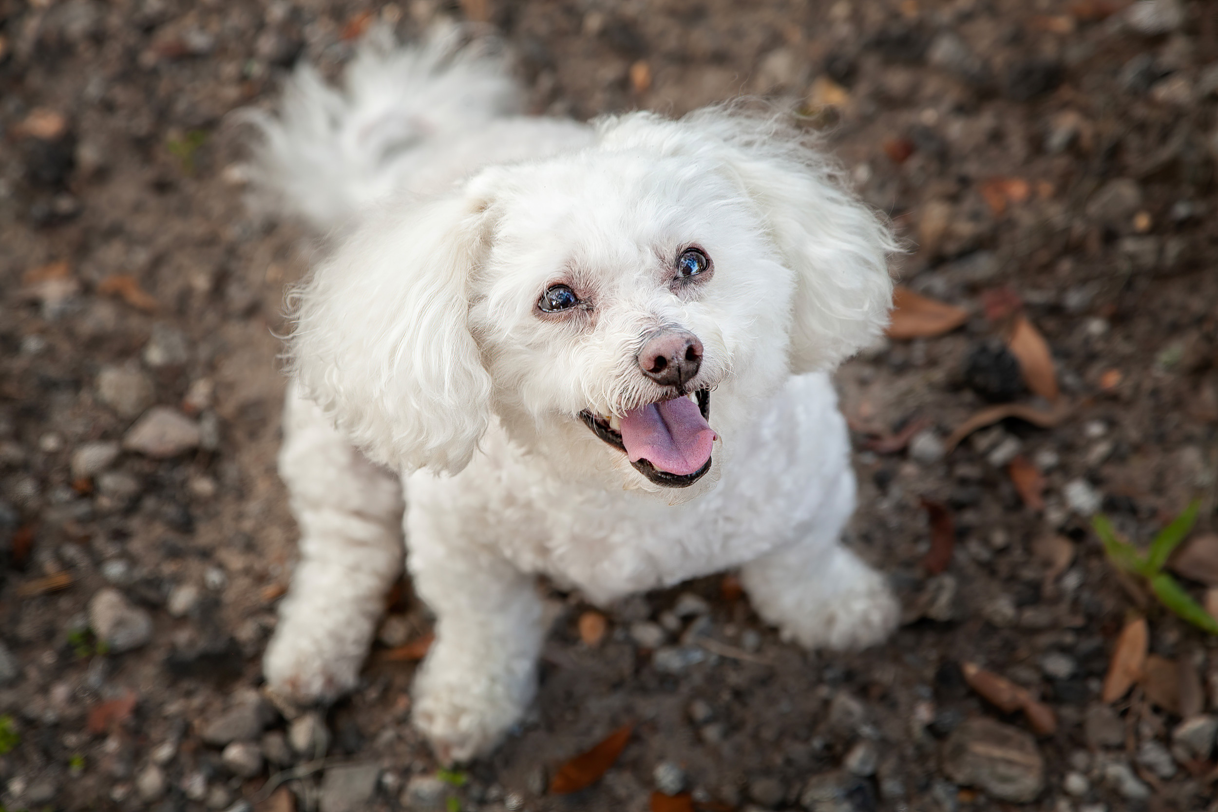 What Teacup Poodle Does Whenever She Gets Excited Has Internet in Stitches