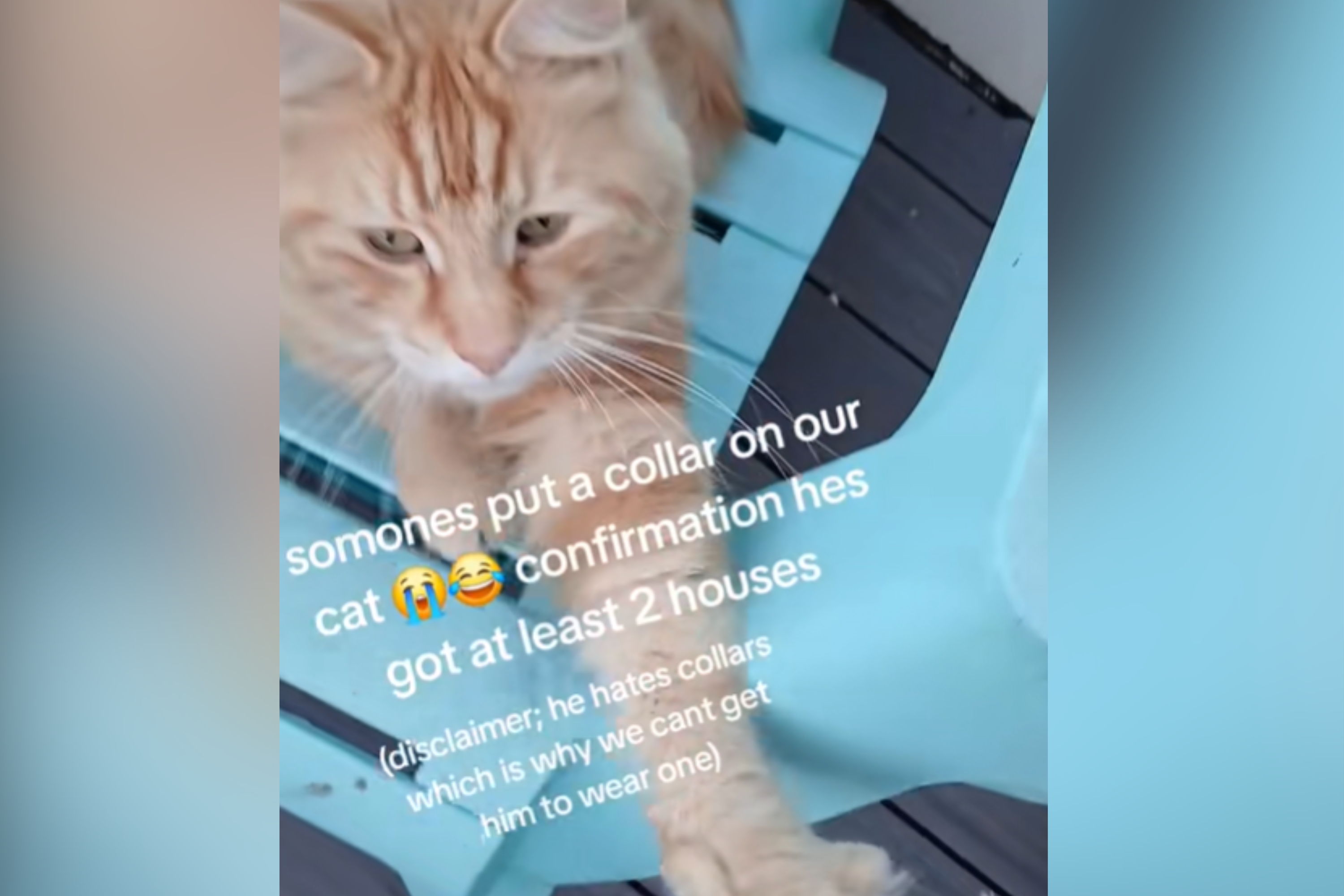 Hysterics as Woman Finally Gets Confirmation Cat Is Living a Double Life