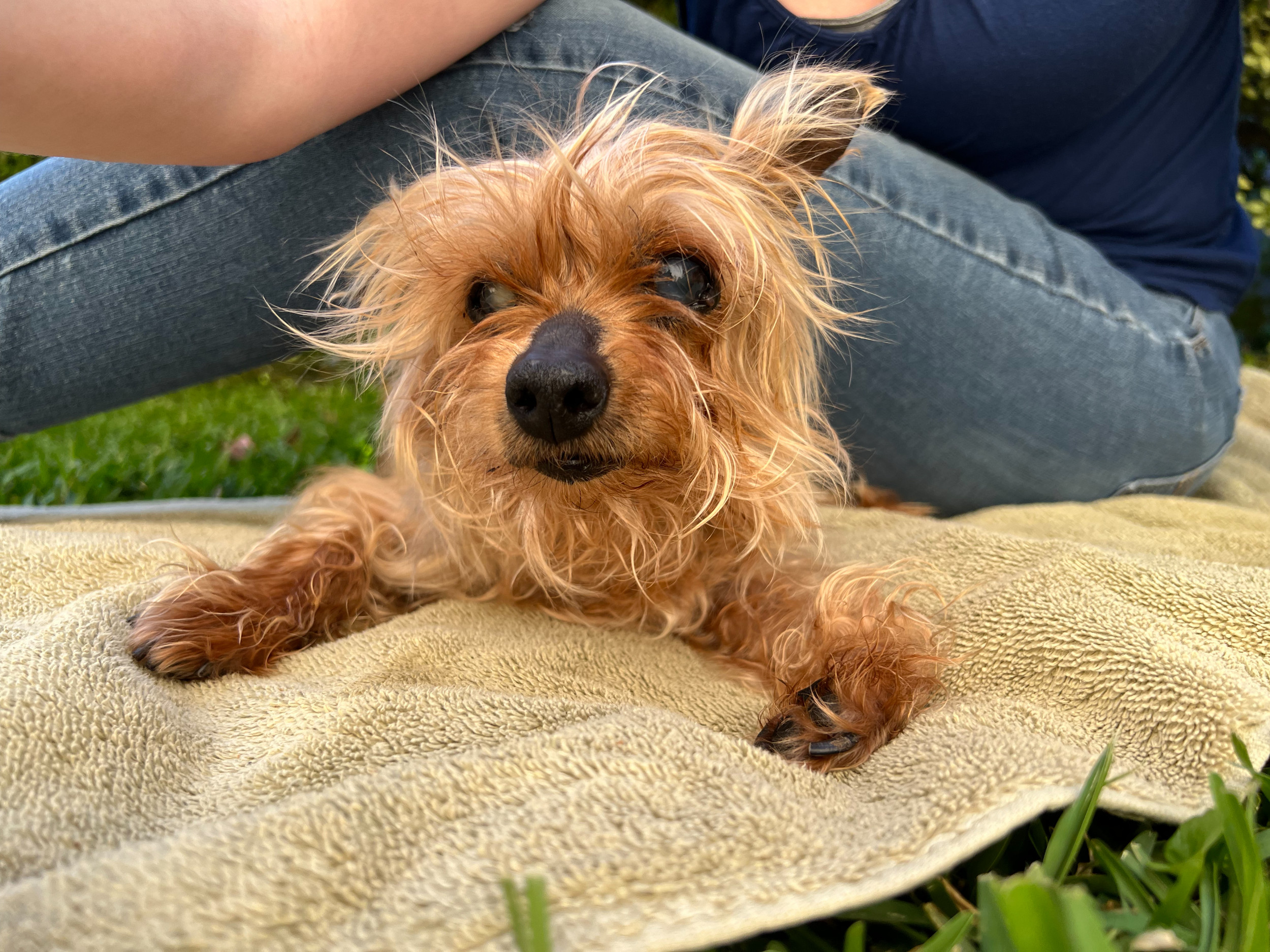 Woman Gets Puppy, Thinks It's Black Yorkshire Terrier—Then Comes the Shock