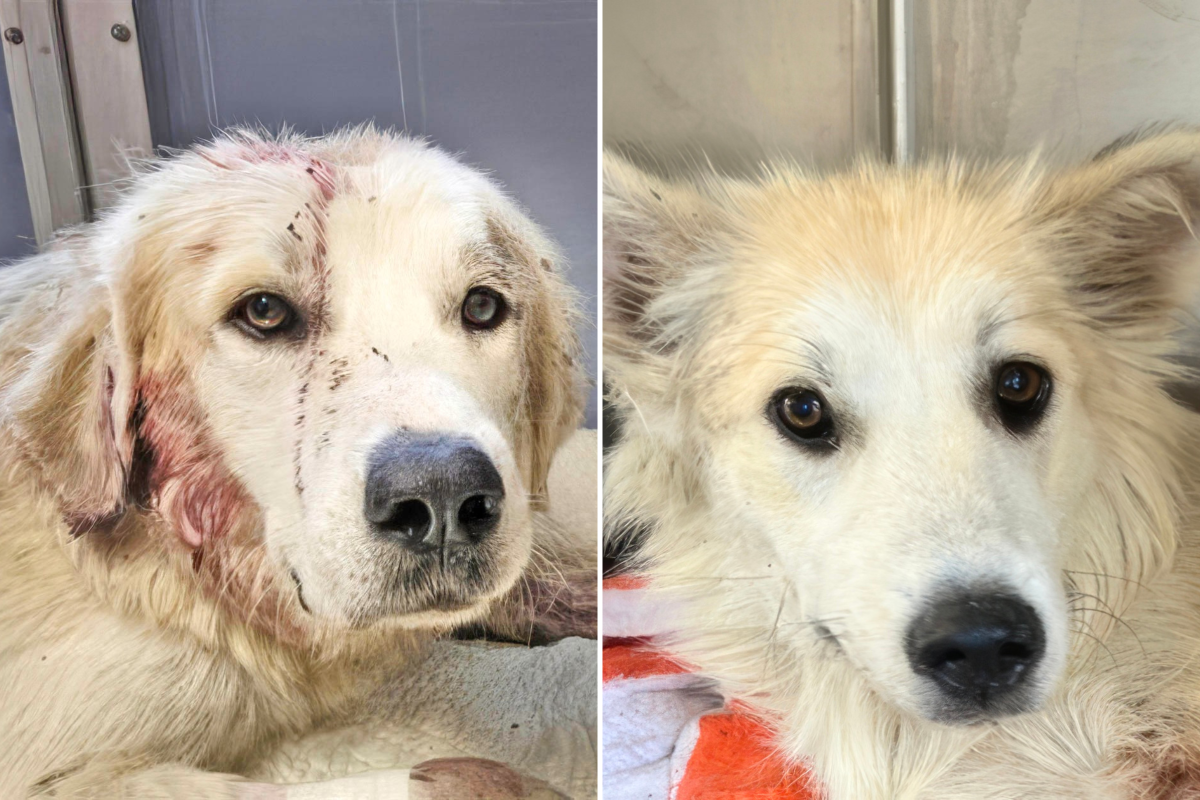 Dog Shot in Head and Left to Die, ‘Loyal Friend’ Refused to Leave Her Side