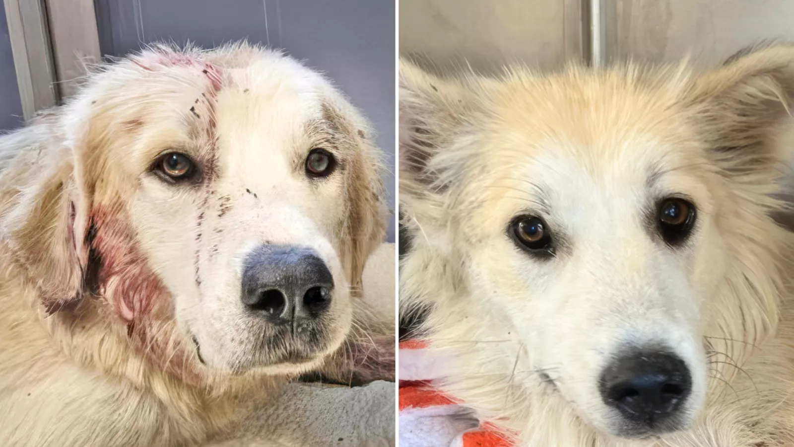 Dog shot in head and left to die, "loyal friend" refused to leave her side