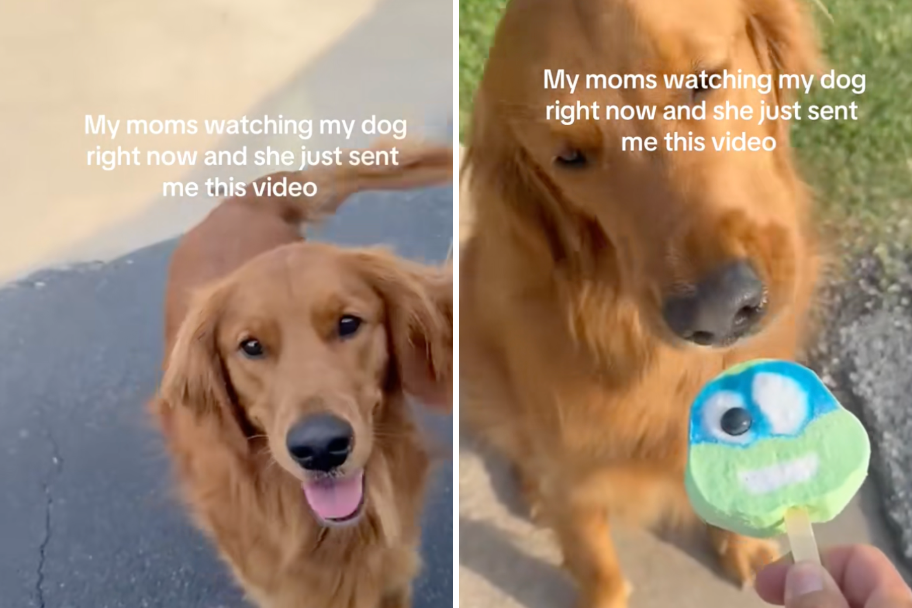 Grandma Babysits Golden Retriever, Internet Not Prepared for Cuteness