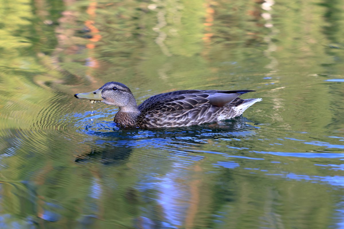 Duck