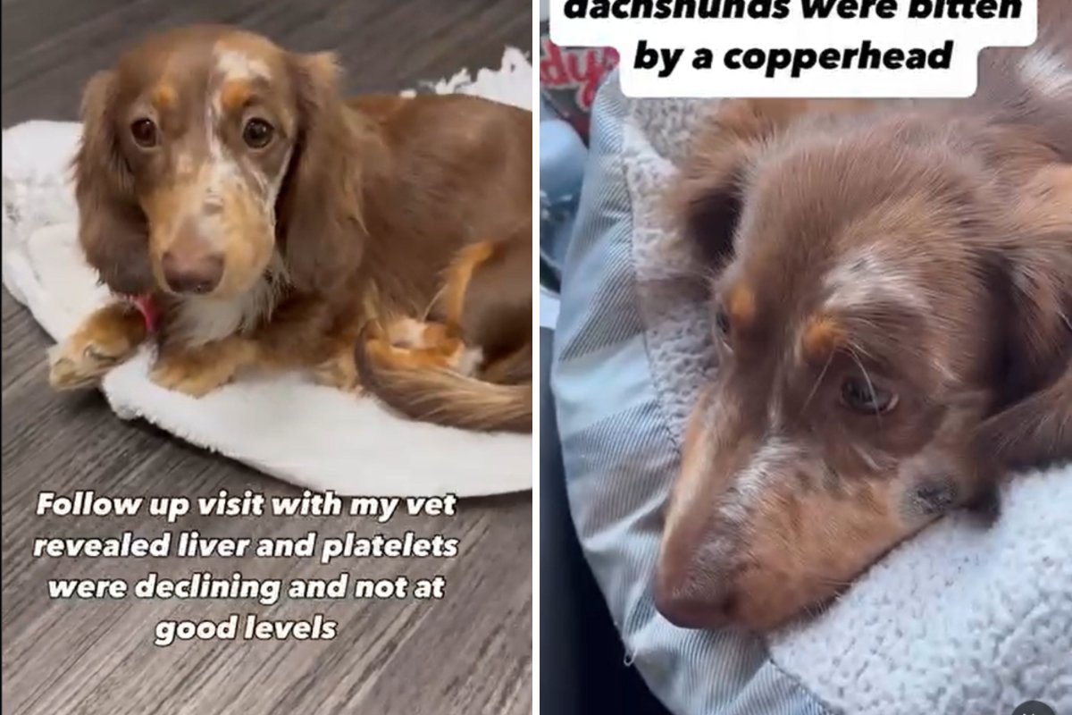Dachshunds bit by copperhead snake
