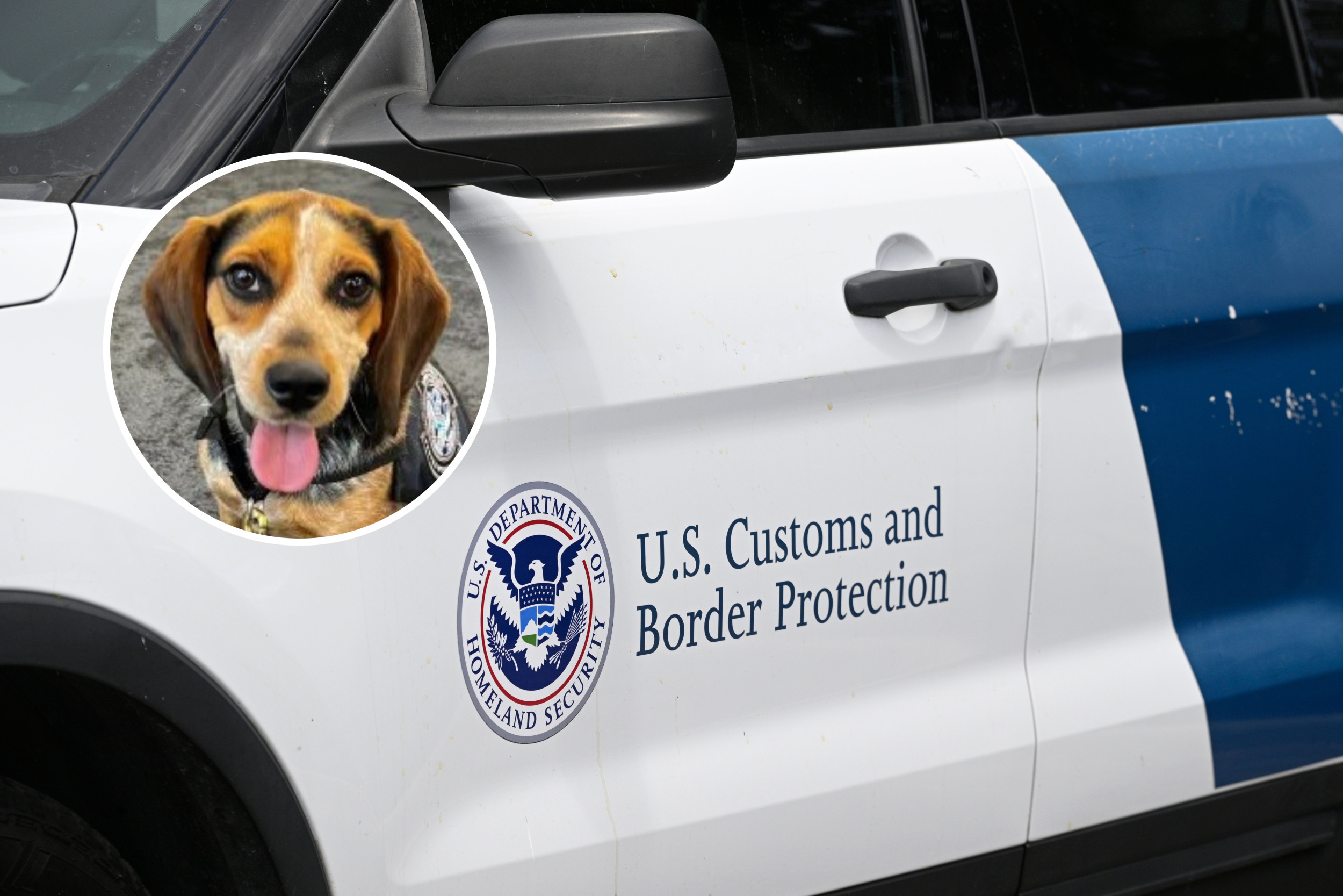 https://d.newsweek.com/en/full/2672386/dog.jpg