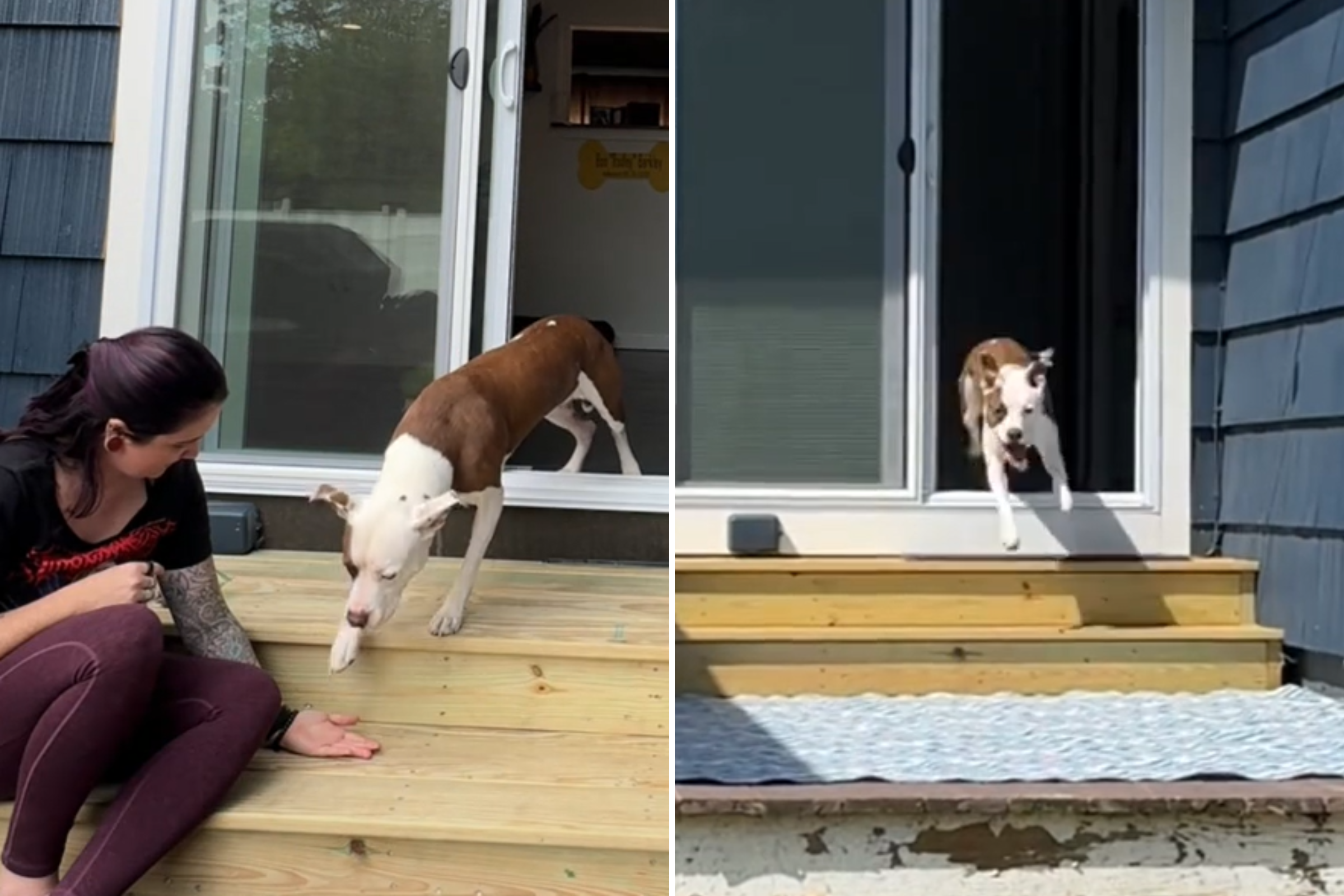 Owners Install New Doorway for Scared Pit Bull, Reaction Is Everything