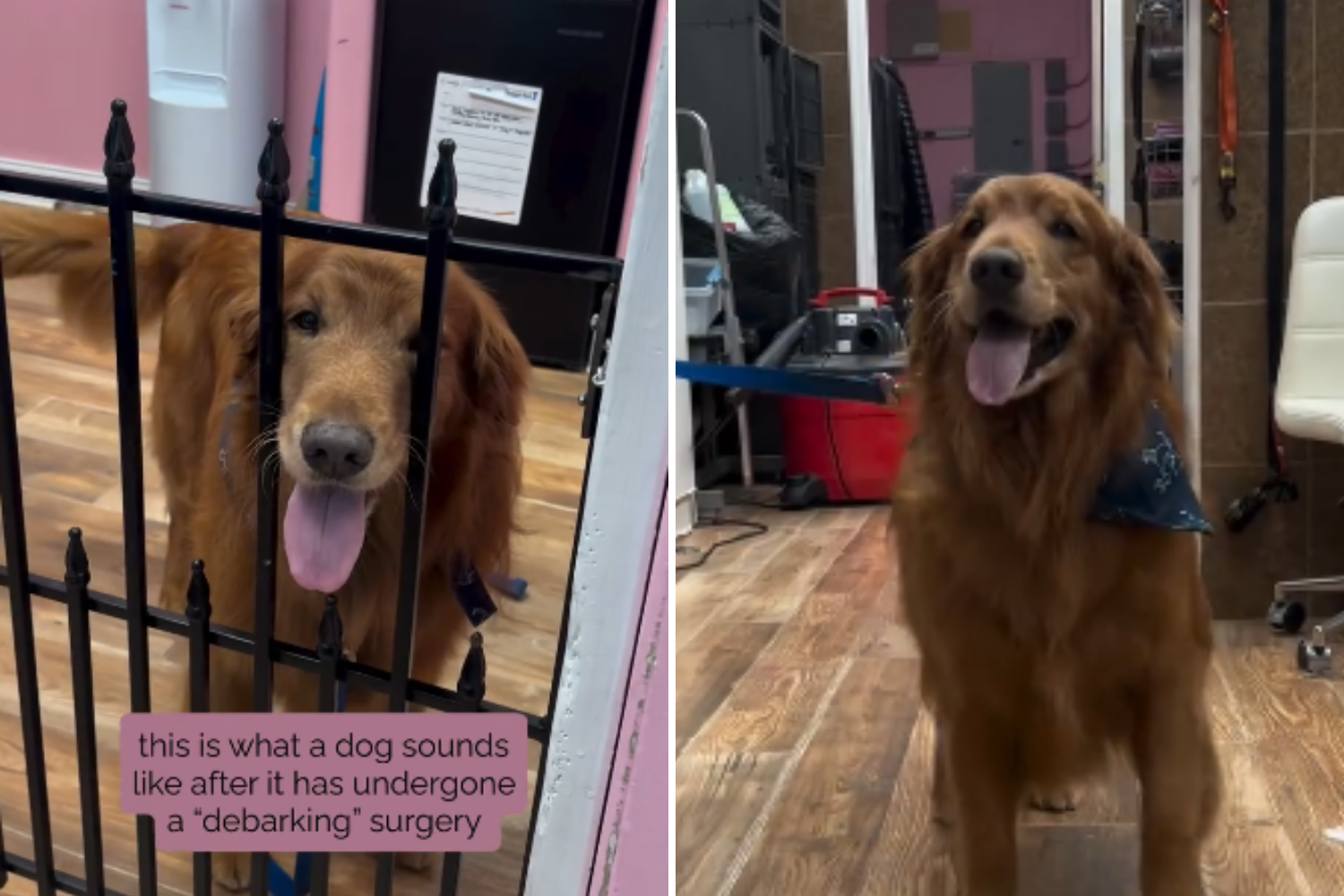 Heartbreaking Moment Debarked Rescue Golden Retriever Tries To Woof