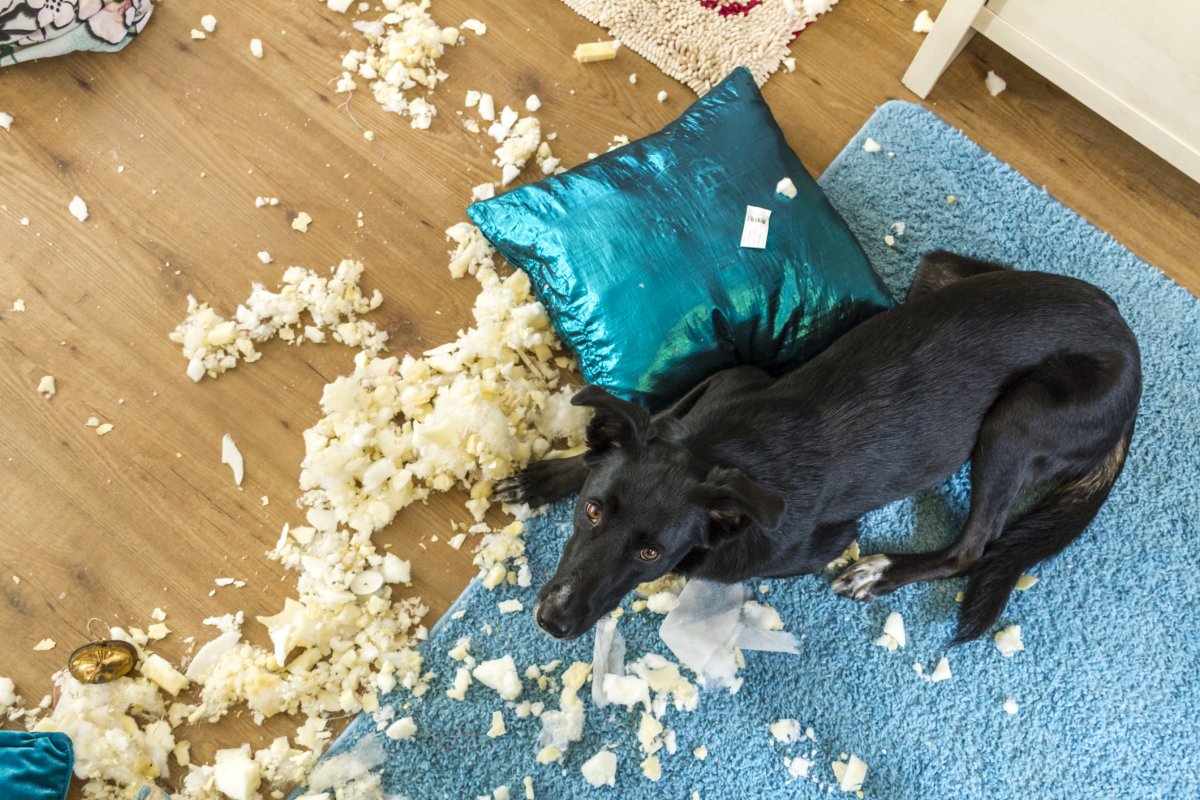 Stock image of dog destroying home.