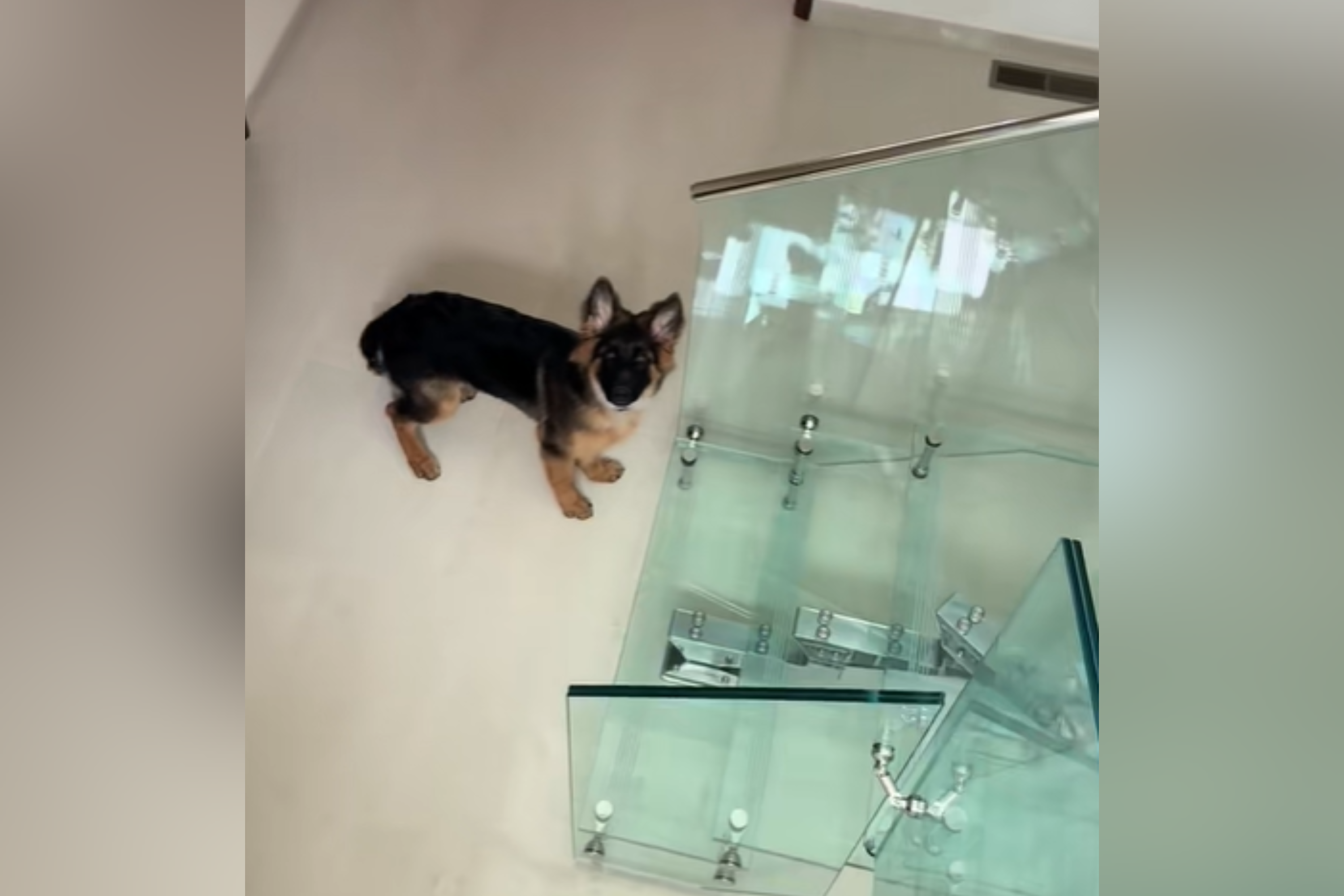 Hysterics at Puppy Tries To Get Upstairs, Is Confused by One Crucial Detail