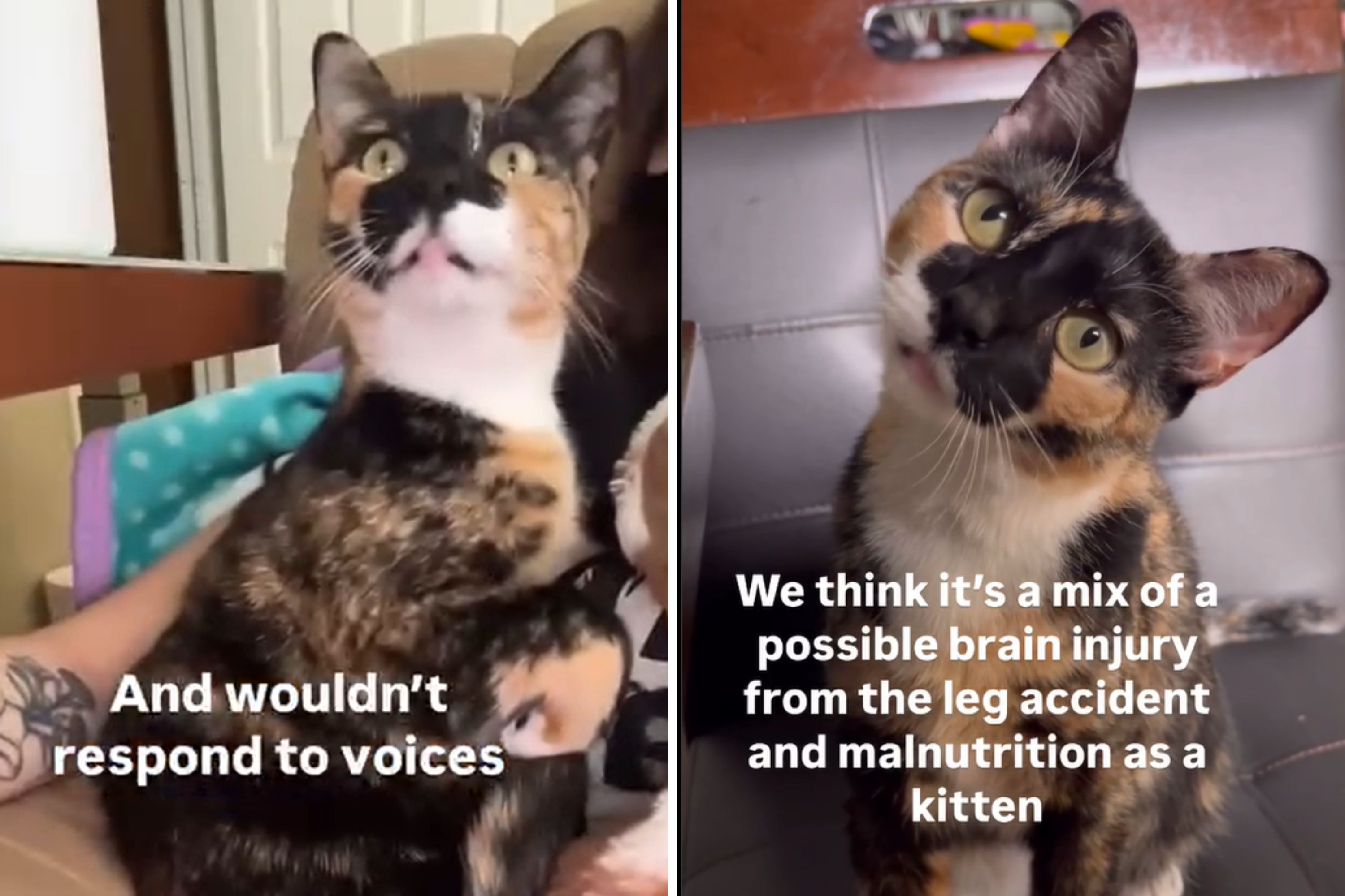 Woman Adopts Rescue Cat, Gets Home and Realizes Something Wasnt Normal
