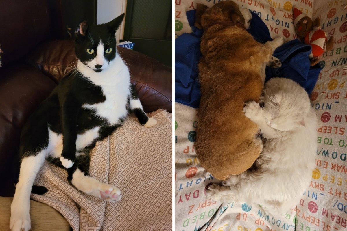 La gata rescató al gato