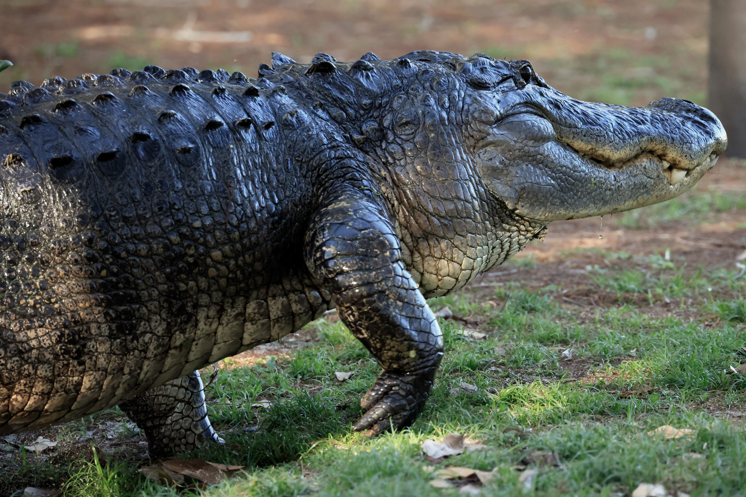 Alligator Alcatraz Faces Legal Challenge Days Before Opening