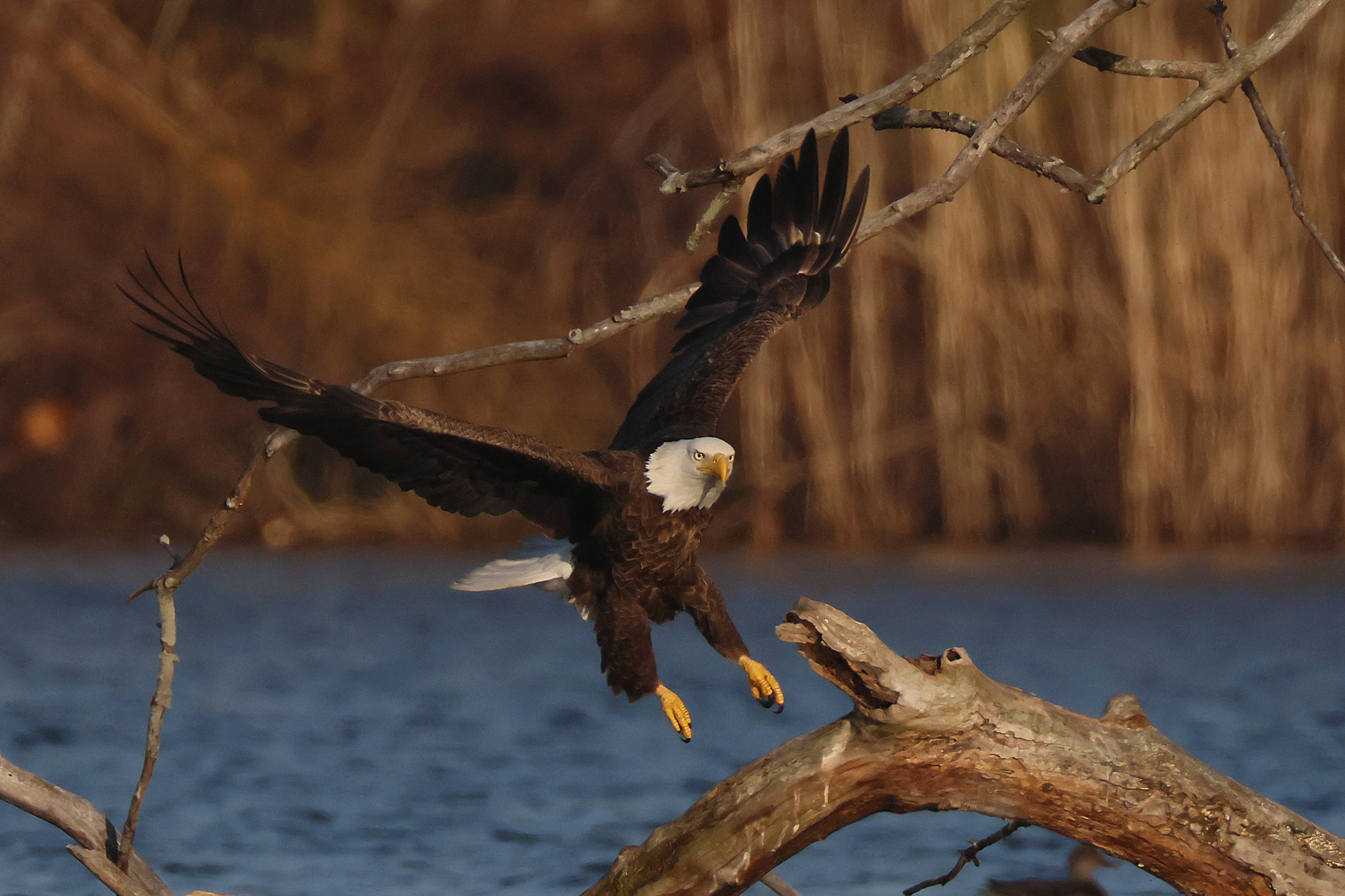 Doctor Discusses Fishy Surgery That Saved Bald Eagles Life