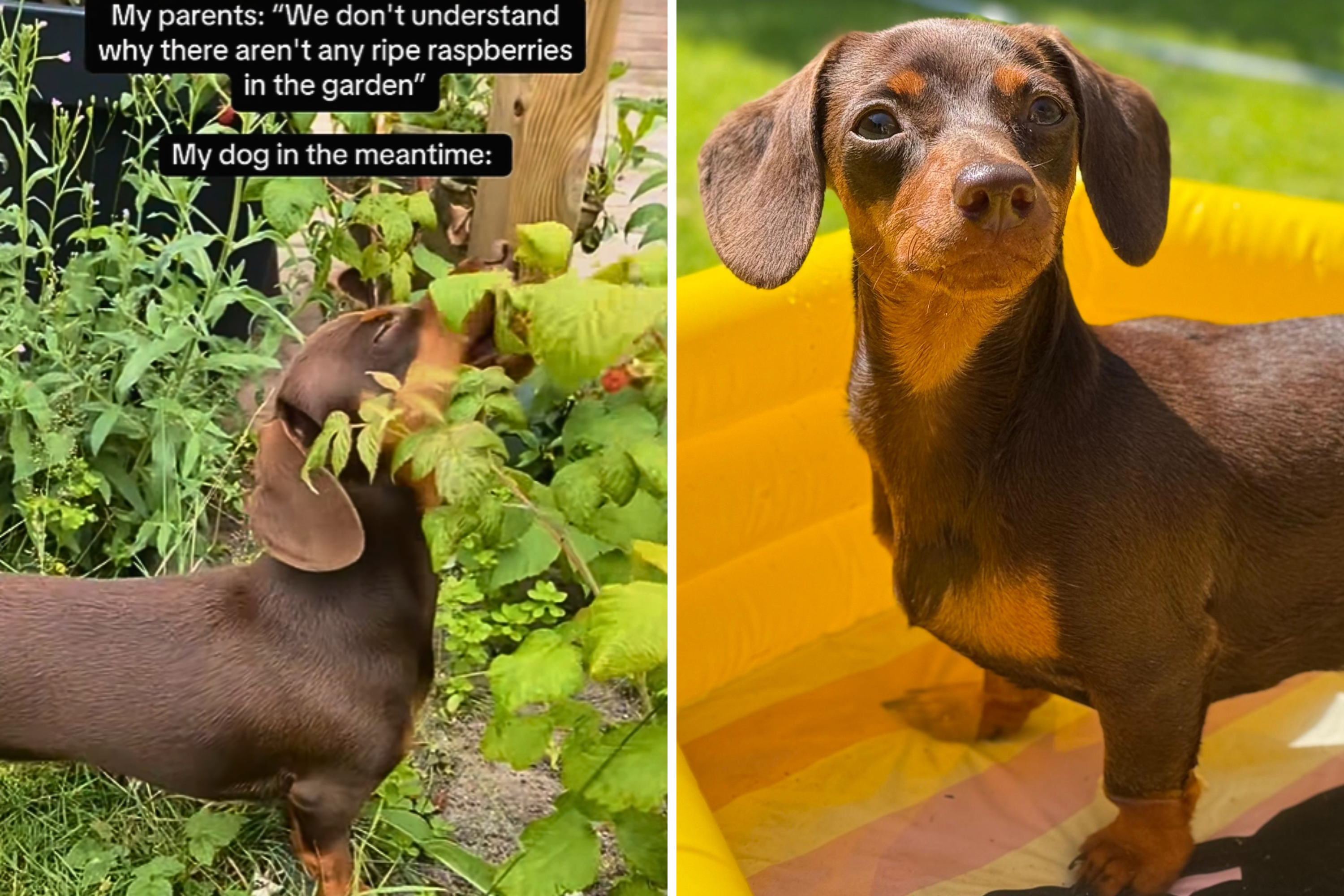 Owners Wonder Where Raspberries in Backyard Have Gone, Then They Realize