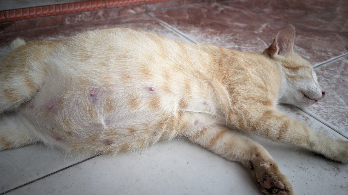 Cat Prepares To Give Birth