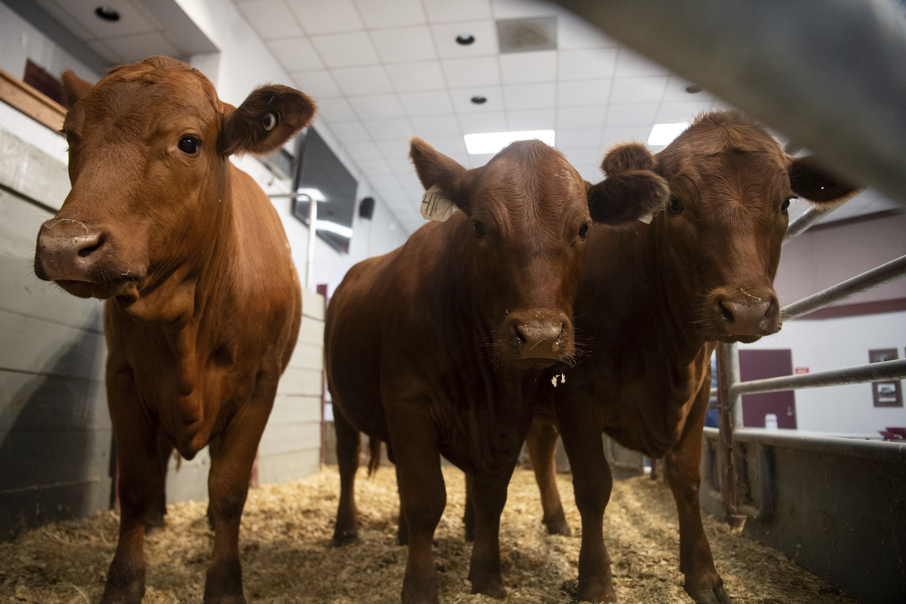 US Reopens Mexico Cattle Import Sites After Screwworm Battle