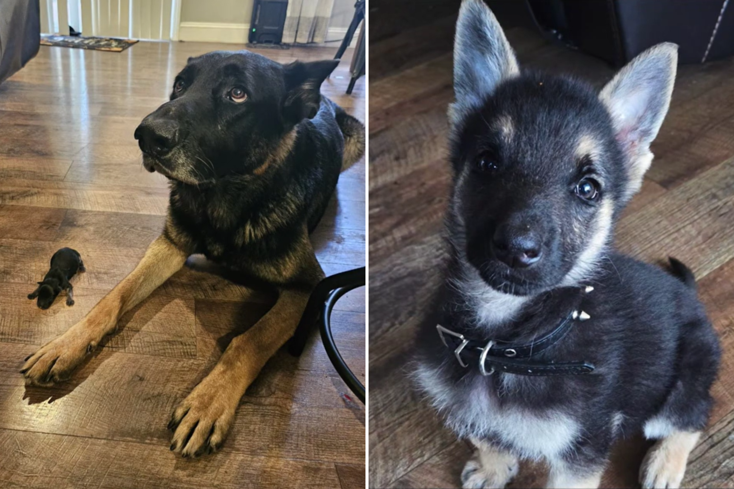 German Shepherd Puppy Born with Dwarfism, Hearts Break at What Happens Next